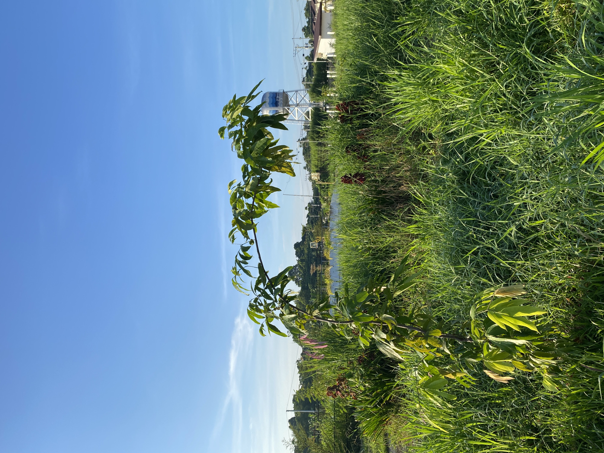 In Davao City, Philippines, a young tree with green leaves stands in a field of tall, green grass under a clear blue sky. In the background, a body of water is visible, along with several houses and a water tower. The sun appears to be low in the sky, casting a warm glow on the scene.