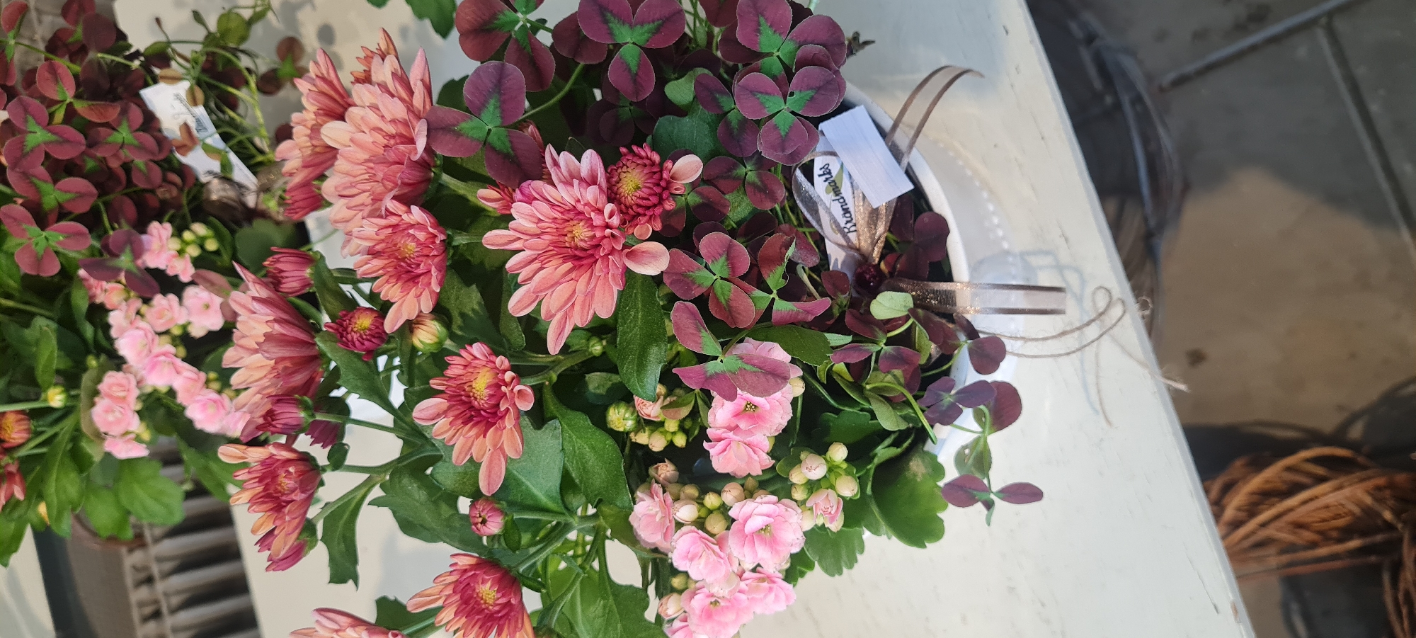 A close-up, eye-level shot features a white ceramic pot filled with pink and red chrysanthemum flowers and dark red clover leaves. A brown and gold ribbon is tied around the pot, with a small white tag that has "Krönmarks" written on it. The pot is placed on a white surface, possibly a table, with a blurred background that appears to be a radiator or shelf. The overall impression is a still life arrangement of flowers. The image does not provide any information about the city of Borås, Sweden.