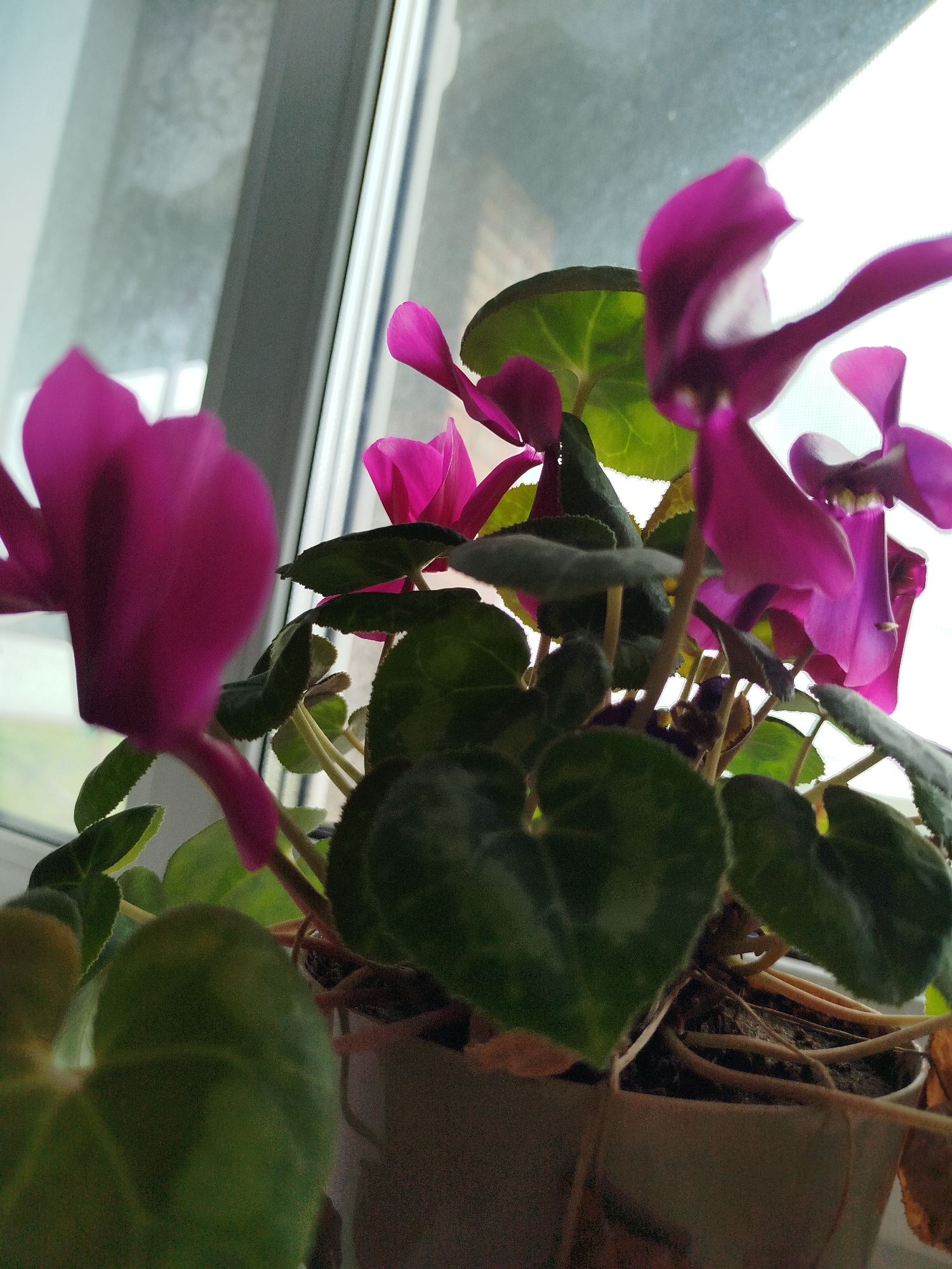 The image shows a potted cyclamen plant with vibrant pink flowers and dark green leaves, situated on a windowsill. The background is blurred, suggesting the view from inside a building looking out. The lighting appears to be natural daylight, coming from the window. The overall scene is indoor, likely a domestic setting. The city of Крывасельскі сельскі Савет, Belarus is not visually identifiable in the image.