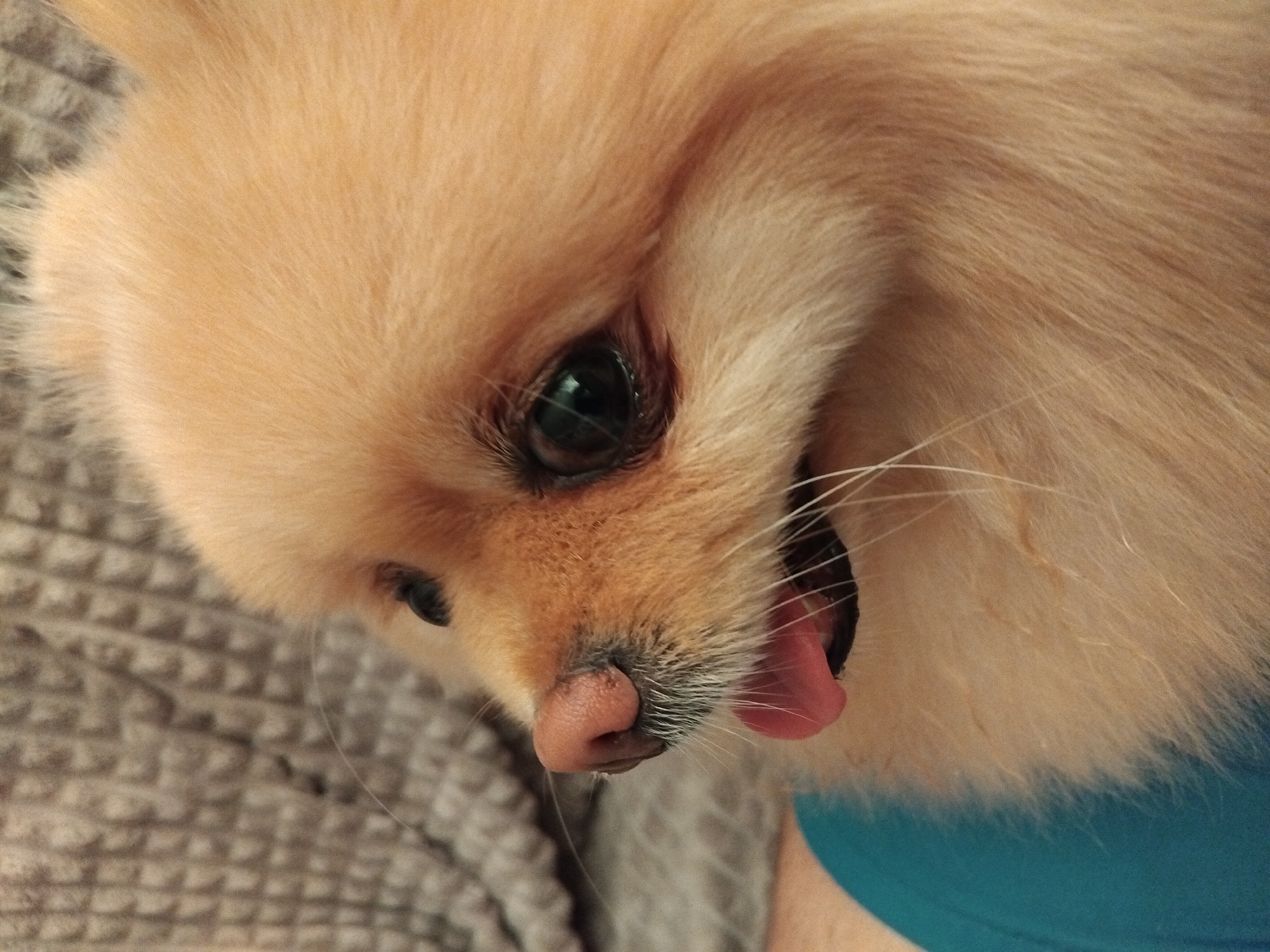 A close-up, side profile of a Pomeranian dog is captured in the image. The dog has light tan fur and its tongue is sticking out. The background appears to be a textured, light-colored fabric, possibly a blanket or couch. A small portion of a person's arm, wearing a bright blue garment, is visible in the lower left corner of the image. The lighting is natural and appears to be coming from the left. The image was taken in Apriltsi, Bulgaria.