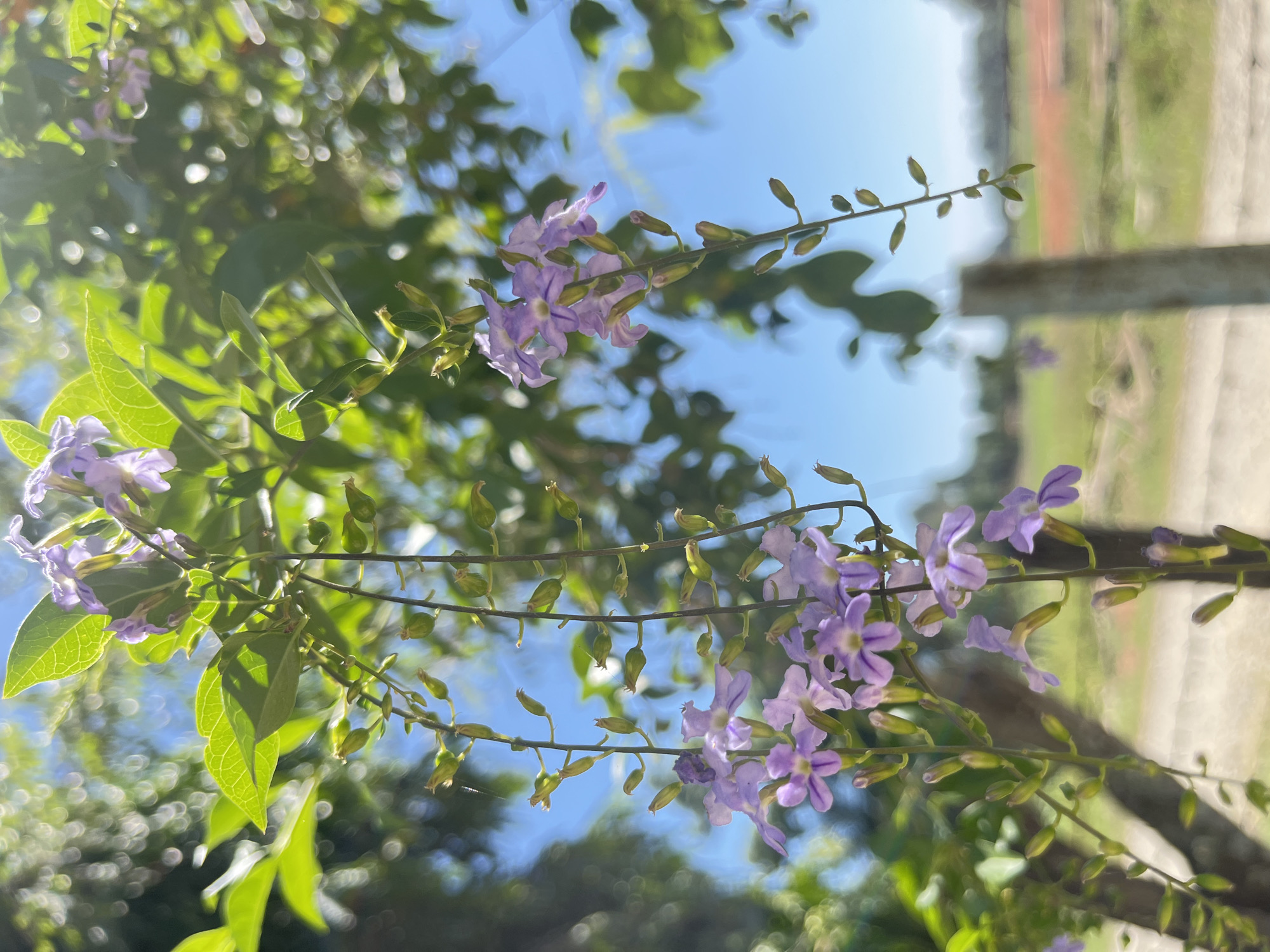 The image shows a close-up of purple flowers and green leaves hanging from a branch, set against a blurred background of blue sky and foliage. Sunlight filters through the leaves, creating a dappled effect. In the distance, a blurred fence post and an open field are visible. The location is Beuringen, Indonesia.