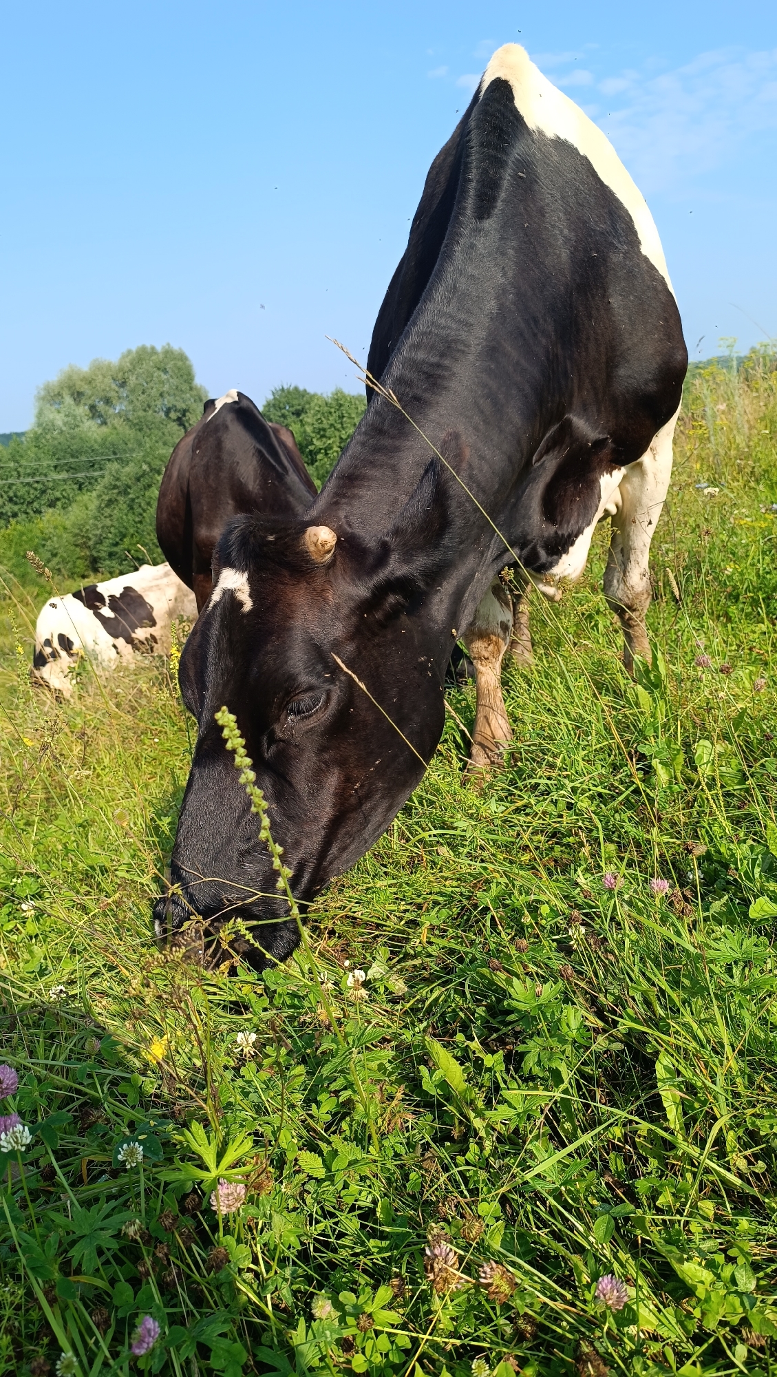 In a sunlit meadow under a clear blue sky, two cows are grazing. A black and white cow in the foreground is bent over, its head down as it eats grass. A second black and white cow is visible in the background, also grazing. The meadow is covered in lush green grass and scattered with small white and pink wildflowers. Trees line the horizon in the distance. The scene is peaceful and idyllic, suggesting a rural setting, likely within the city of Karsha, Russia, where such pastoral landscapes are common. The image captures a moment of natural beauty and tranquility.