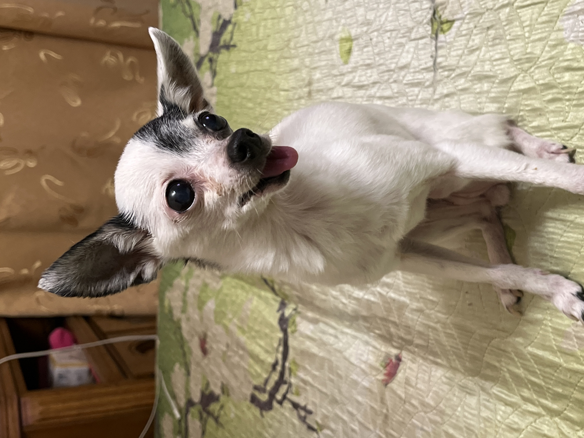 A white chihuahua with black markings on its head is lying on a patterned green and white quilt. The dog is facing the camera and its tongue is sticking out. In the background is a brown wooden dresser. The location appears to be indoors.