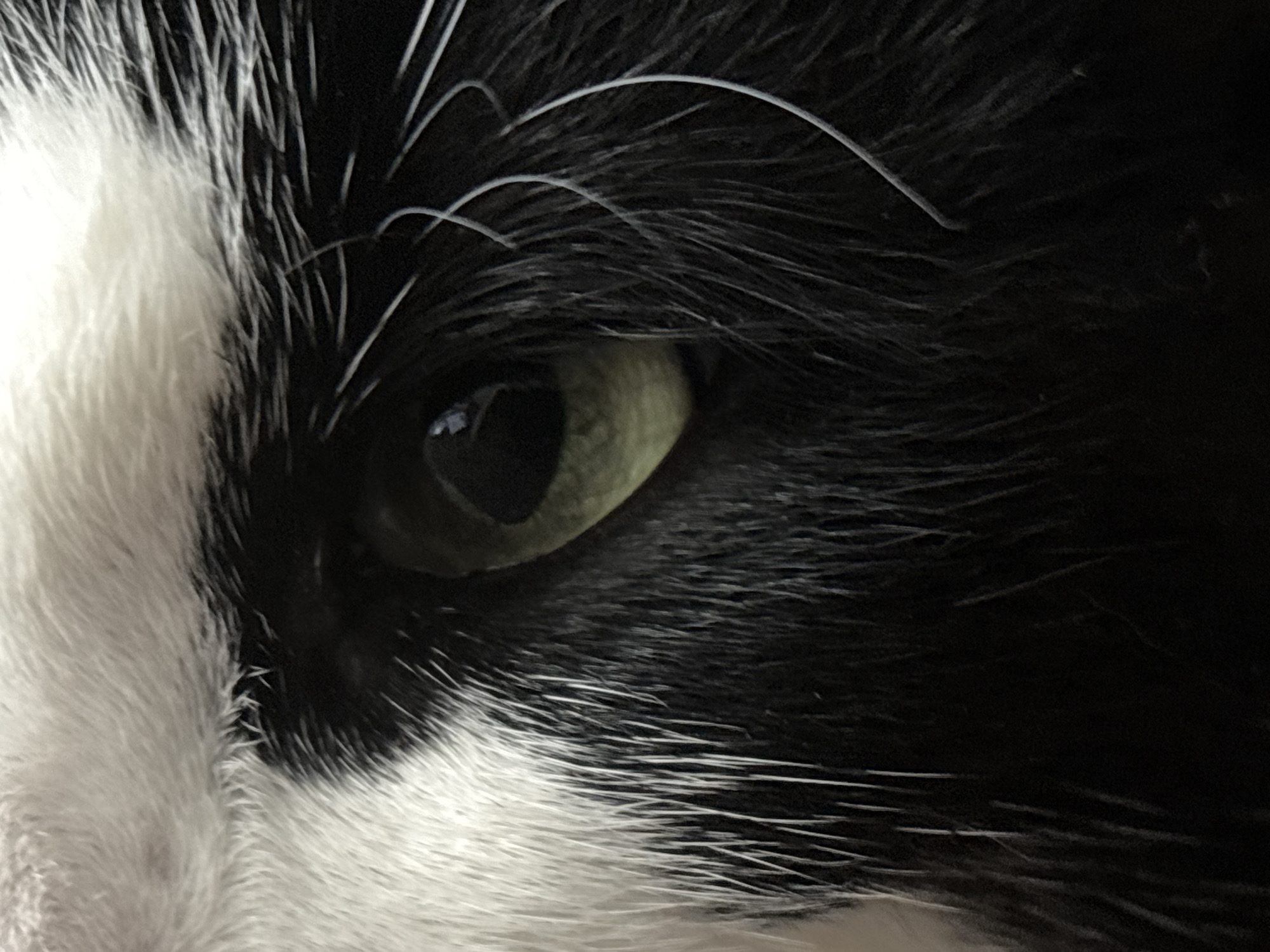 The image is a close-up, macro photograph of a cat's eye. The cat has black and white fur. The eye is green and has a black pupil. The fur is long and soft. There are no other subjects or objects visible in the image, and the background is dark. The image does not provide any information about the location within Saint Petersburg, Russia.