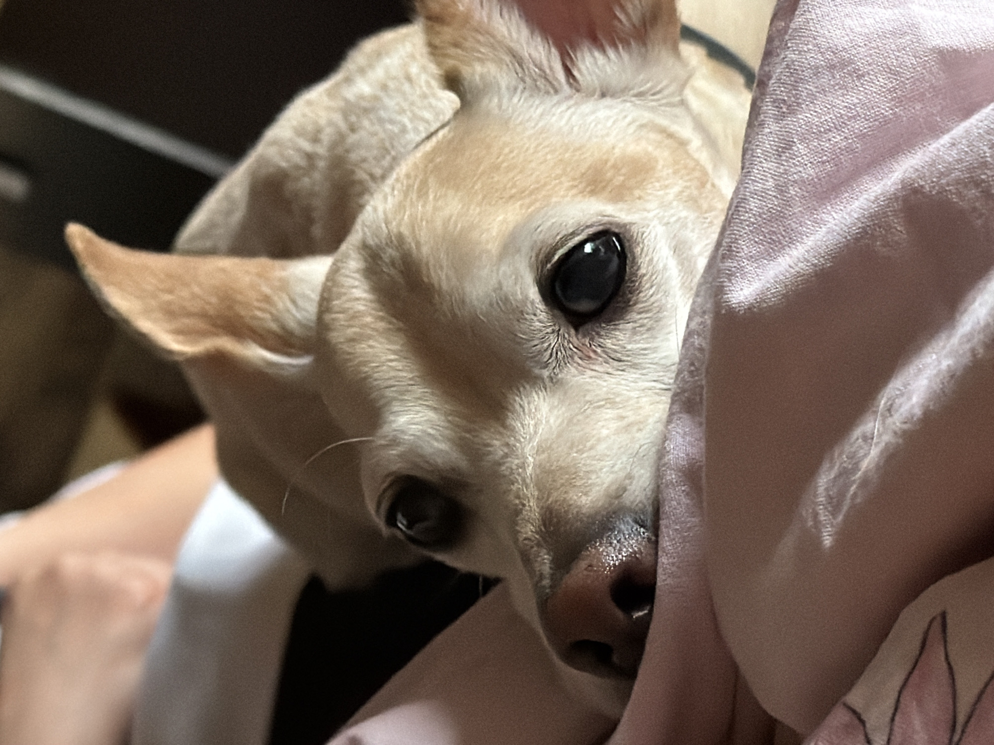 This is a close-up, indoor photograph of a fawn-colored Chihuahua dog peeking out from behind a soft, pale pink fabric. The dog's head is angled towards the camera, with its large, dark eyes looking directly at the viewer. Its ears are perked up, with one slightly folded. The dog's nose is dark and slightly damp. The pink fabric appears to be a blanket or piece of clothing, and it is draped around the dog, partially obscuring its body. In the background, a dark, out-of-focus area suggests an indoor setting, possibly furniture. To the left of the dog, a person's arm and hand are visible, with their skin tone indicating they are likely the owner. The overall mood of the image is intimate and tender, with the dog appearing to be seeking comfort or attention. The lighting suggests it is daytime, but the indoor setting makes it difficult to determine the exact time or weather conditions. There is no visible text in the image. The location context is Plovdiv, Bulgaria.