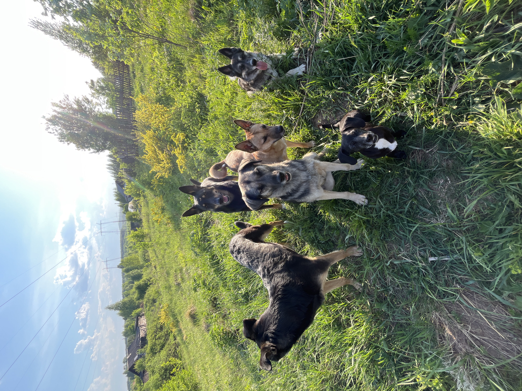The image captures a group of six dogs lying in a grassy field, likely in a rural or semi-rural setting. The dogs vary in size, color, and breed, including German Shepherds. The grass is green and tall, suggesting a natural environment. In the background, there is a view of an overgrown landscape under a blue sky, indicative of a sunny day. Power lines stretch across the horizon, adding to the rural setting. The image might be situated on the outskirts of a city, given the presence of natural elements alongside the technological infrastructure. Given the prompt's request for information about Nizhny Tagil, Russia, if this is in Nizhny Tagil, it might be in a surrounding agricultural area or a park outside of the main city center. The composition of the image gives an impression of dogs enjoying the outdoors.