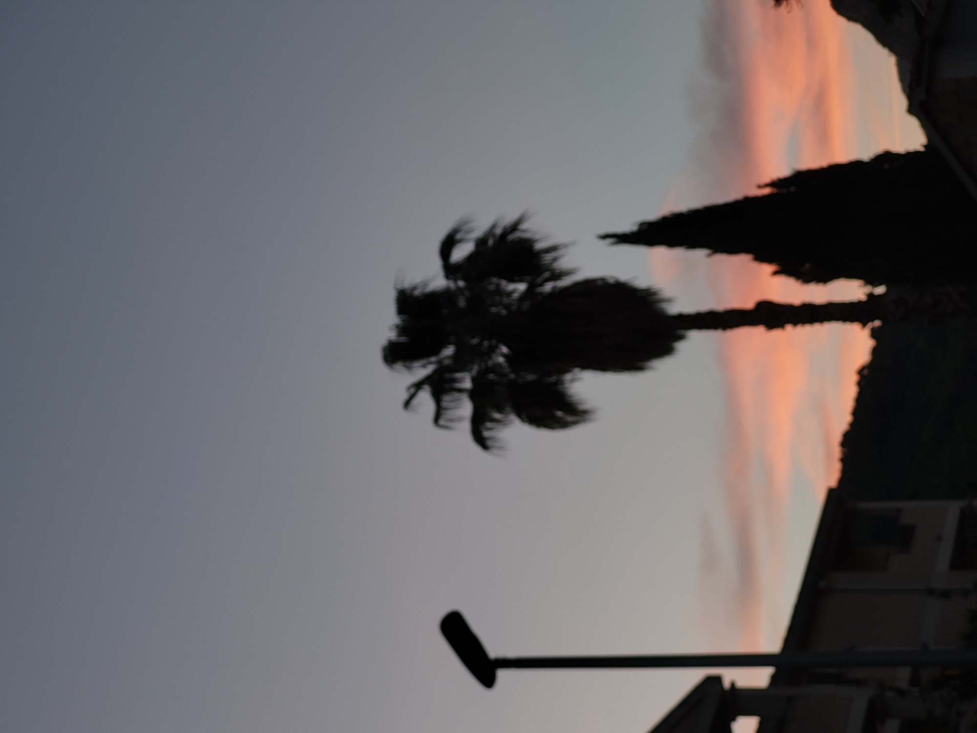 The image shows a palm tree silhouette against a dusk sky with faint orange and pink clouds, situated near buildings and a streetlight. This scene is consistent with locations in Budva, Montenegro, where palm trees are common near urban infrastructure.