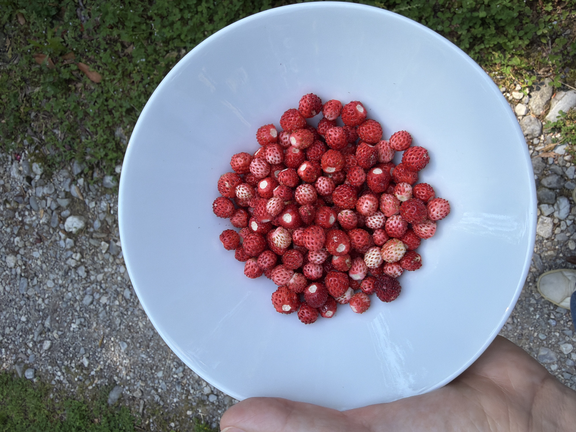 A top-down shot depicts a white bowl filled with numerous wild strawberries (Fragaria vesca) in a person's hand. The strawberries are predominantly red with white seeds on the surface. The background consists of a mixture of gravel and green foliage. A gravel path is visible near the bowl, and green vegetation, possibly grass or weeds, is present in the upper left. A shoe is also visible next to the bowl. There is no information in the image indicating that this photograph was taken in Penzano, Italy.