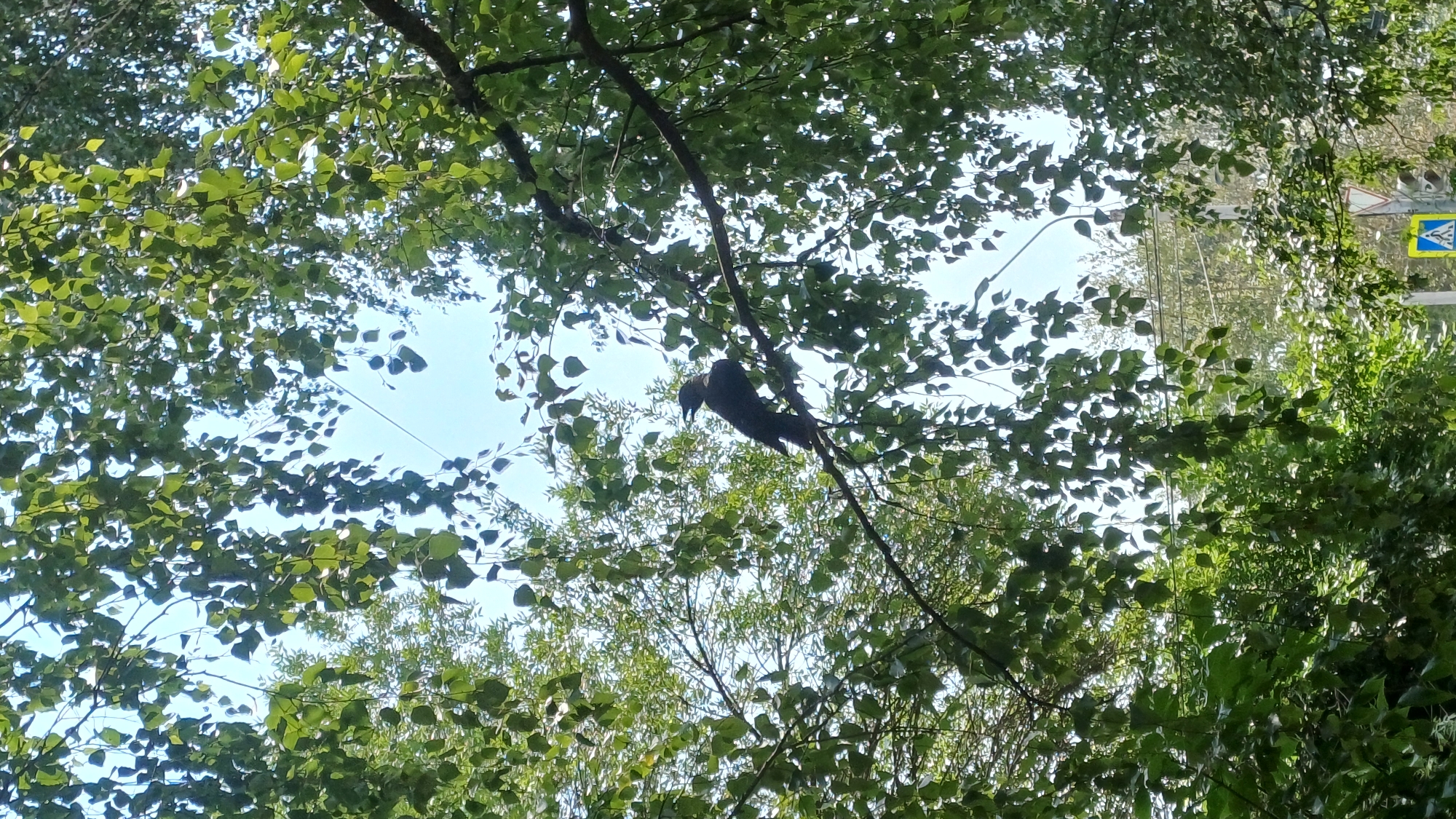 A crow is perched on a tree branch, surrounded by green leaves and a bright blue sky. The image captures a moment in Izhevsk, Russia. The crow is silhouetted against the sky, with its beak slightly open, possibly in mid-caw. Sunlight filters through the leaves, creating dappled patterns on the branch and the bird. In the background, a street light and a traffic sign with a blue pedestrian symbol are visible, suggesting an urban setting. The trees are lush and full, indicating a warm season.