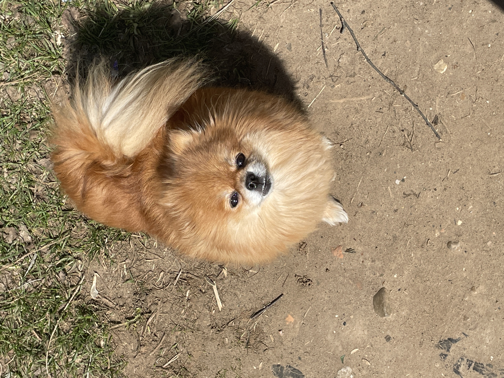 A Pomeranian dog is lying down on a surface that transitions from grass and dirt to predominantly dirt. The dog is tan with a white-tipped tail, and it is looking upwards towards the camera. The location is not evident, and there is no specific indication of Perm, Russia. The dog appears to be in a sunny outdoor environment.