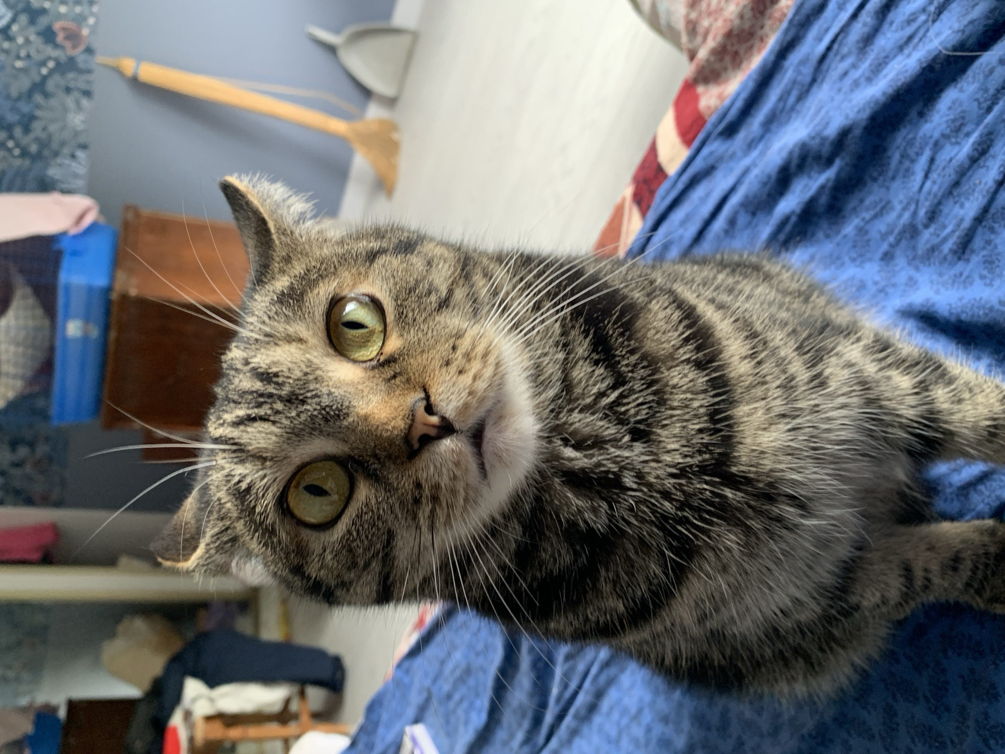 A close-up, slightly angled portrait shows a tabby cat with green eyes, lying on a blue fabric. The cat has a grey and brown coat with black stripes and white whiskers. In the background, there is a blue wall and a wooden cabinet with a blue container next to it. A dustpan and broom are visible hanging on the wall. The scene appears to be indoors and domestic. There is no definitive evidence to pinpoint the location to Stavropol, Russia.