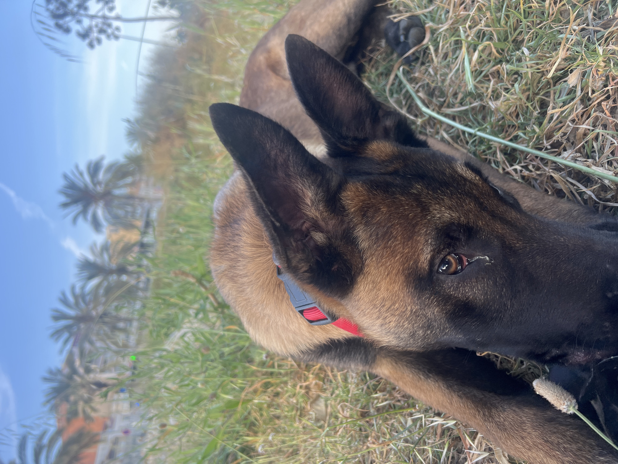 This close-up, rotated image features a medium-to-large-sized dog, likely a Belgian Malinois or similar shepherd breed, resting on its side in a grassy outdoor environment. The dog has fawn and black fur, a dark muzzle, and prominent, upright ears. A red collar with a grey plastic buckle is visible around its neck.
The dog is looking towards the viewer, with its right eye clearly visible, a warm brown color, reflecting the bright sky. A small amount of discharge is present near the inner corner of the eye. The animal appears calm and relaxed.
The setting is a patch of mixed green and dry grass, with a feathery, light-colored plant or seed head visible near the dog's mouth. The background is softly blurred, revealing tall palm trees against a clear, bright blue sky, indicative of a sunny day. Faint outlines of distant buildings can also be seen. The overall scene suggests a pleasant outdoor moment in a warm climate, consistent with the specified location of El Masnou, Spain. No visible text is present in the image.