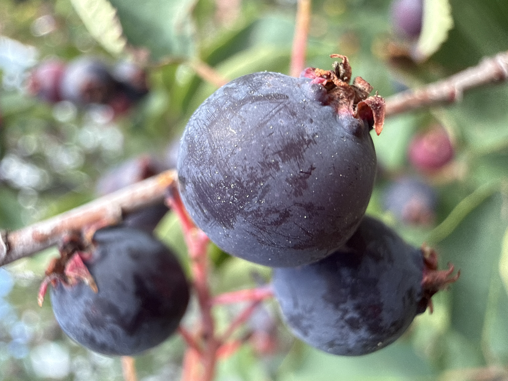 The image displays a close-up, shallow depth-of-field view of several dark, round berries attached to a branch. The berries exhibit a deep purple or black hue and appear to have a slightly dusty or frosted surface texture. Some of the berries have small, reddish calyx remnants at their base. The branch is reddish-brown and textured. The background is softly blurred, showing green foliage and out-of-focus bokeh lights, suggesting an outdoor, natural setting. The lighting appears to be natural daylight, possibly overcast or diffused, as there are no harsh shadows. The scene is devoid of any human presence or activity. The location in Baryshevo, Russia, is not visually discernible from the image content.
