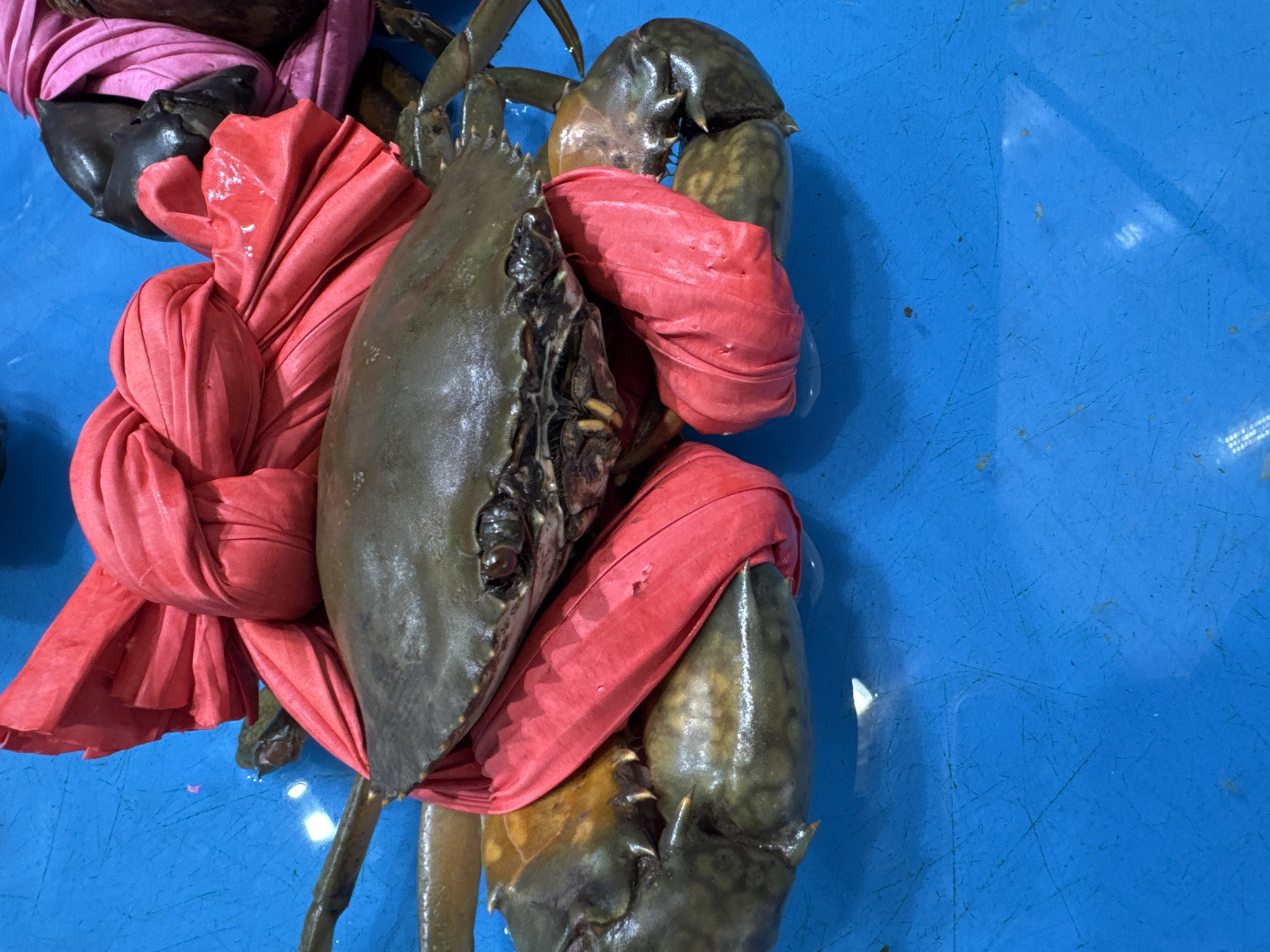 A tied crab is displayed on a blue surface. The crab's claws are bound with red cloth, and other parts of its body are also tied. The background is a solid blue color. The location in Đà Nẵng, Vietnam is not determinable from the image.