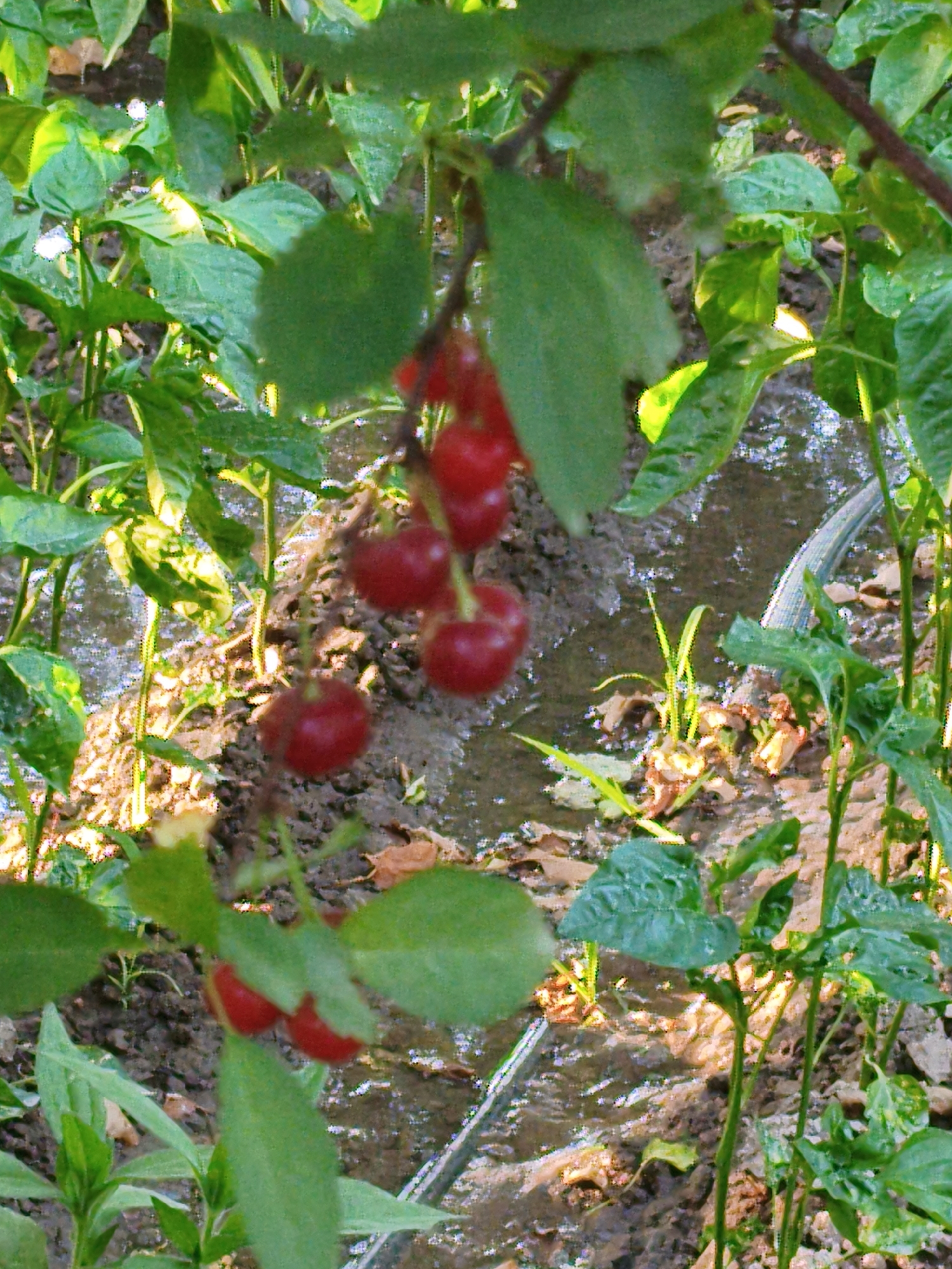 This image depicts a close-up view of a cherry tree with ripe red cherries hanging from its branches. The cherries are clustered together, some with stems still attached. The background shows a garden or farm setting with green leaves and a muddy ground. There is a visible water channel or irrigation system running through the soil, suggesting the area is being watered. The overall scene is natural and agrarian. The exact location in Shubarssu, Kazakhstan is not visually identifiable from the image itself.