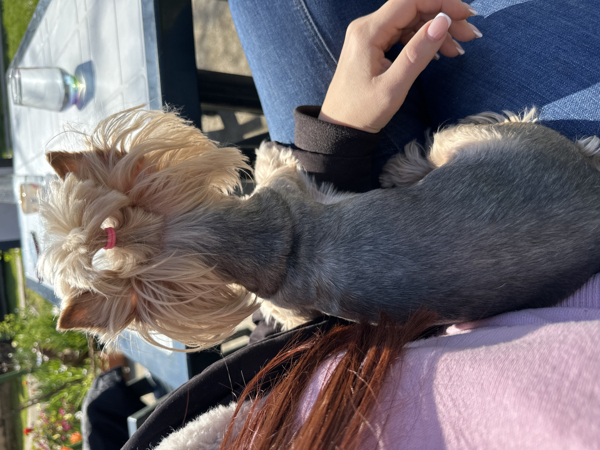 A high-angle shot shows a seated person with a small Yorkie-type dog resting on their lap. The dog has long, light-colored hair tied with a pink band on its head, and its body is a darker gray. A woman's hand rests on the dog. The person is wearing blue jeans and a black jacket with a pink sweater underneath. A glass container sits on a table next to them. A patch of grass and foliage is visible in the lower left corner. The location is inferred to be Lehchevo, Bulgaria.