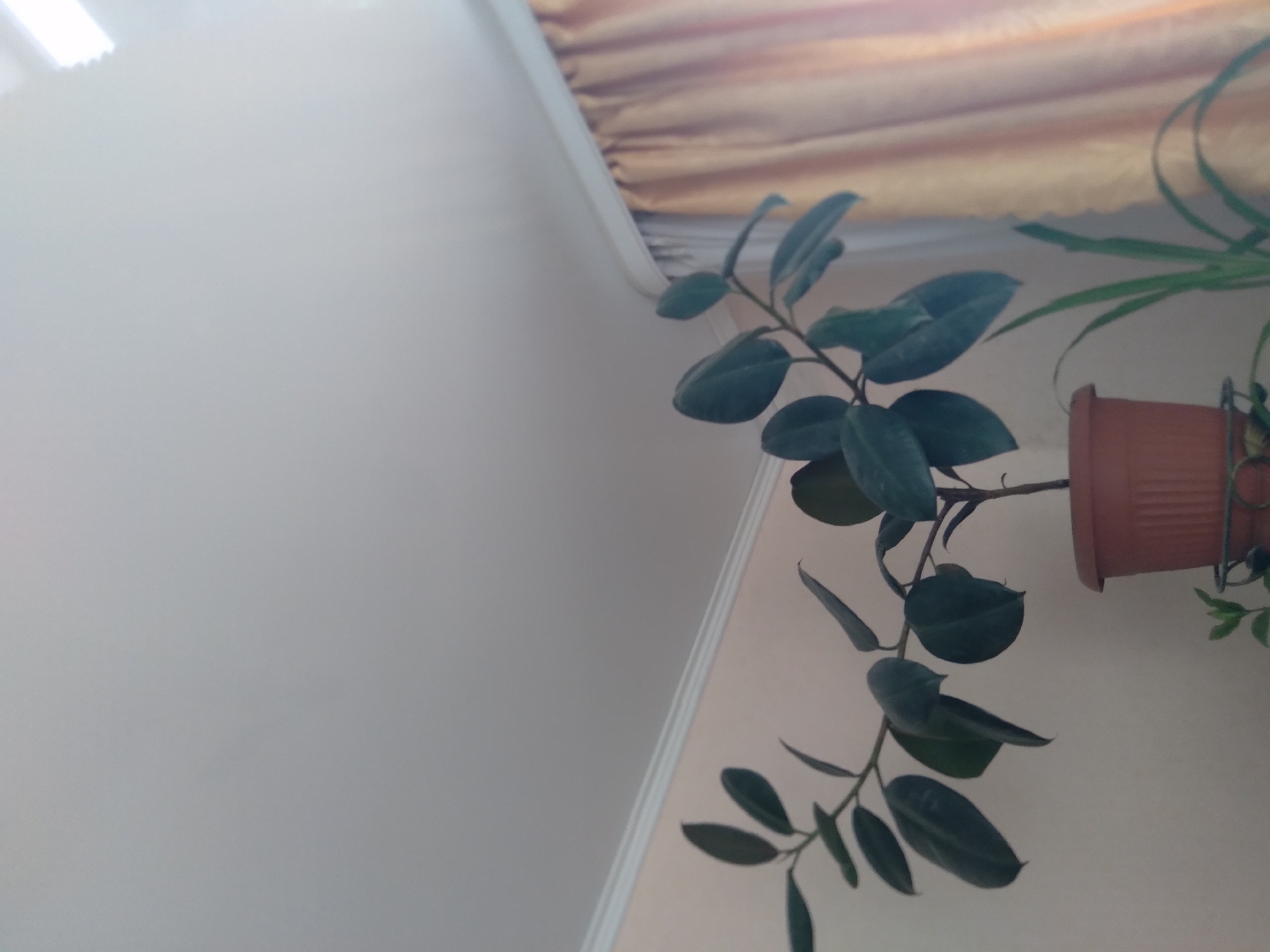 The image captures an indoor scene, rotated 90 degrees clockwise from its likely original orientation. When viewed correctly, it depicts a light-colored wall with two houseplants. A prominent plant with dark green, glossy, oval-shaped leaves grows from a terracotta-colored pot, appearing to be either hanging or placed on a high shelf against the wall. Below it, parts of another plant with long, slender, light green leaves are visible in a similar pot.
The wall is a plain, light cream or off-white. A white ceiling molding or cornice runs along the top edge of the wall. Above this, a pleated curtain in a light brown or golden hue is draped, suggesting the presence of a window. No activity or event is taking place; it's a static image of interior decor. The soft, diffused lighting implies natural daylight. No people are present, and no text is visible within the frame. There are no specific cues to indicate the time of day, weather, or a particular geographic location.