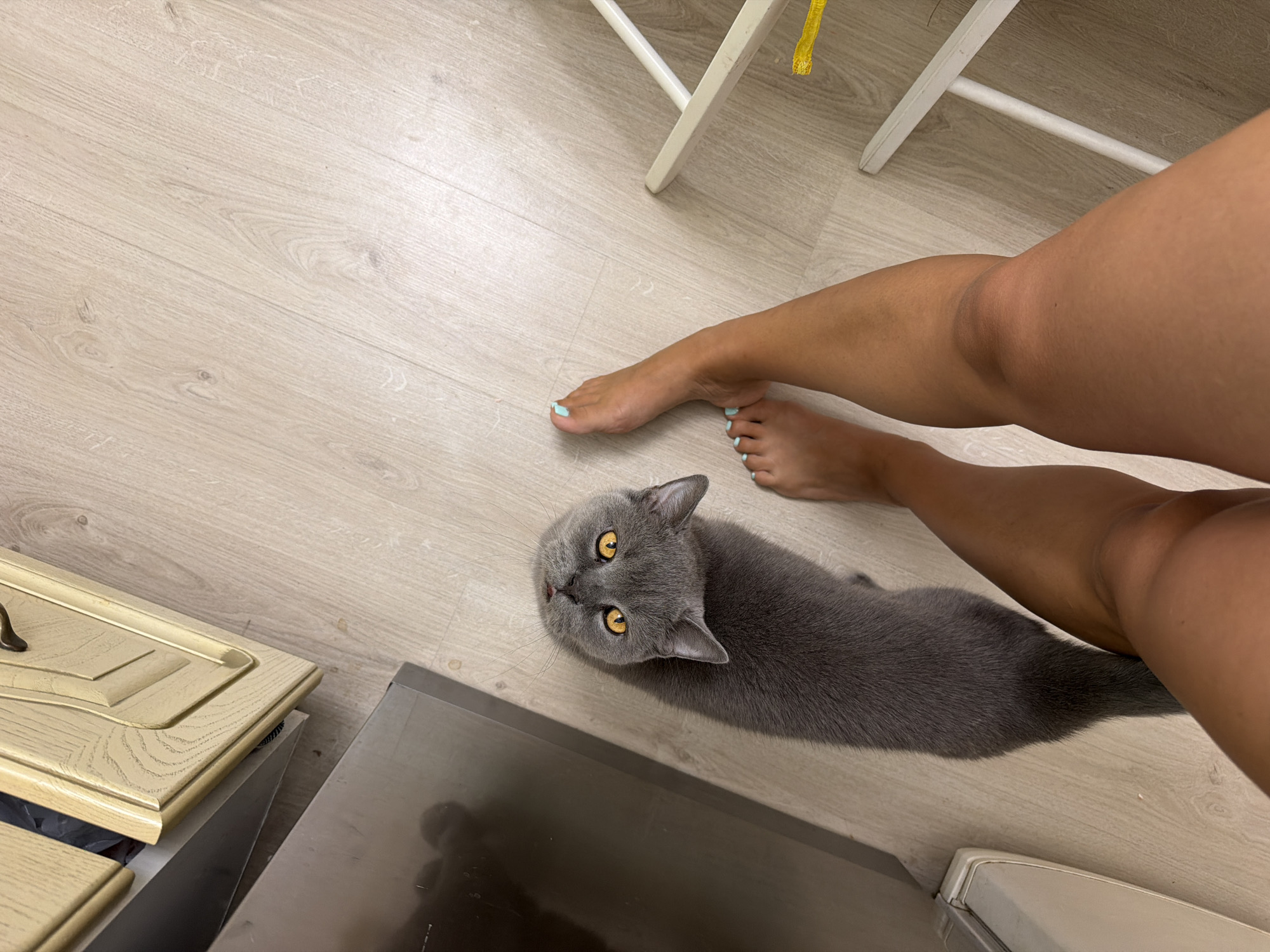 A high-angle medium shot captures a grey British Shorthair cat with bright orange eyes lying on a light-colored wooden floor. The cat is looking upwards towards the camera. To the right of the cat, a person's bare legs and feet are visible. The toenails are painted a light blue color. A white chair leg is also visible in the background, as is a portion of a light-colored cabinet with a dark handle. The scene appears to be indoors, possibly in a home. No specific time of day or weather conditions can be determined from the image. There is no visible text. The setting is identified as Sochi, Russia.