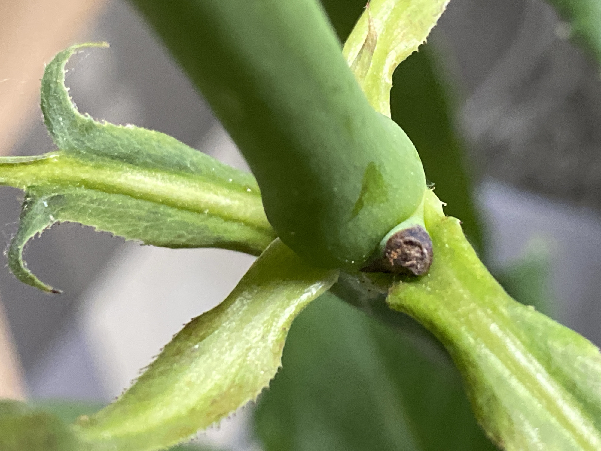 The image is a close-up, macro photograph of a green plant stem with several leaves and what appears to be a small, brown growth or scar on the stem. The plant is in focus, with a shallow depth of field blurring the background into shades of gray and green. The lighting highlights the texture of the leaves, which appear slightly fuzzy and have serrated edges. The stem is thick and smooth, with a prominent ridge running along its length. There is no indication of human presence or any specific location within the city of Им. Коняшина Снт, Russia. The image solely focuses on the botanical subject.