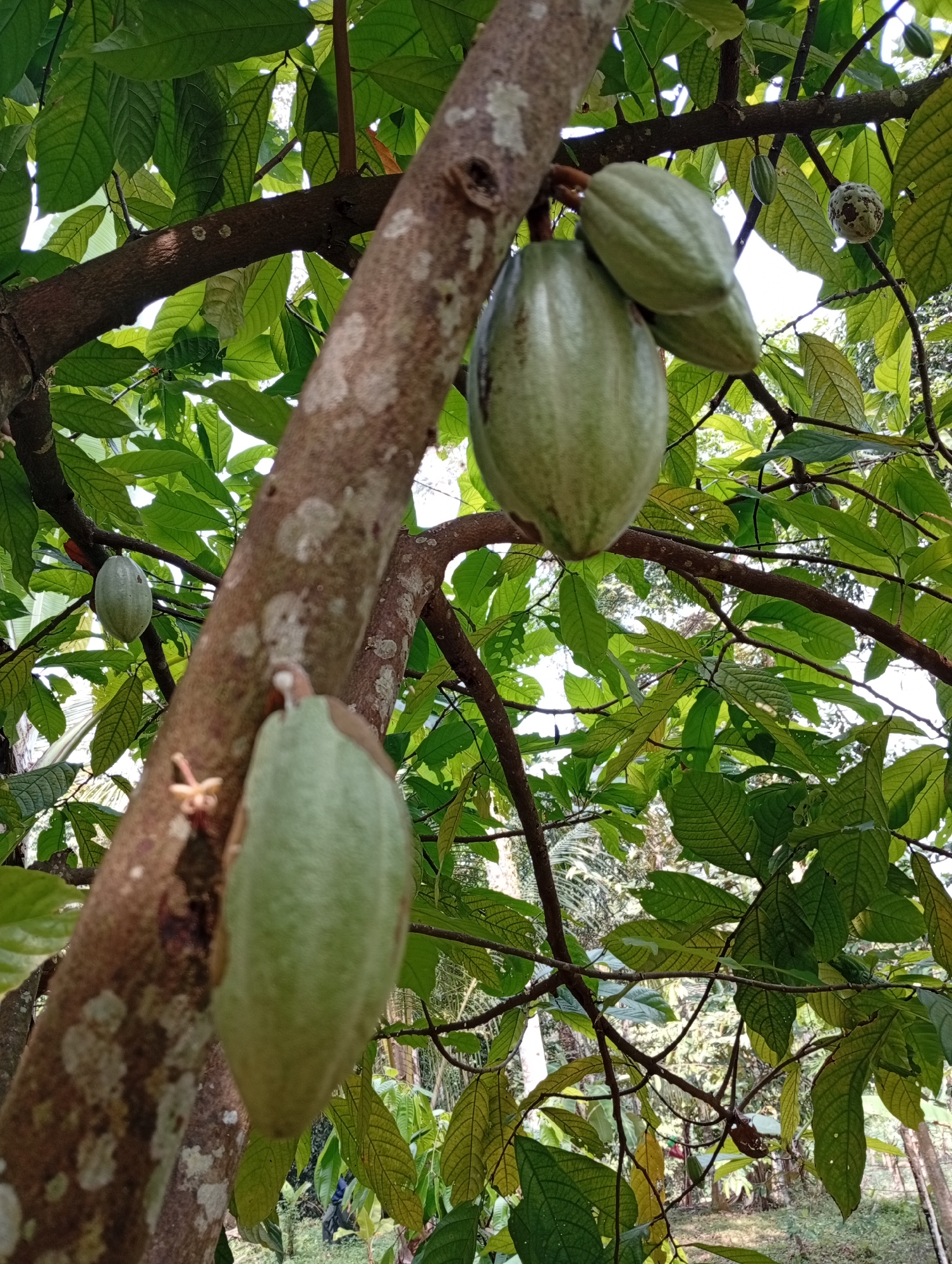 The image depicts a close-up view of a cocoa tree in the city of Cisitu, Indonesia, with several unripe, green cocoa pods hanging from its branches. The tree trunk, rough and textured, dominates the foreground, with some pods visible in sharp focus and others slightly blurred. The background consists of dense green foliage, indicating a natural, possibly agricultural setting. Sunlight filters through the leaves, creating dappled light and shadow effects. No people or animals are visible in the frame. The scene is static and natural, focusing on the developing fruit of the cocoa tree.