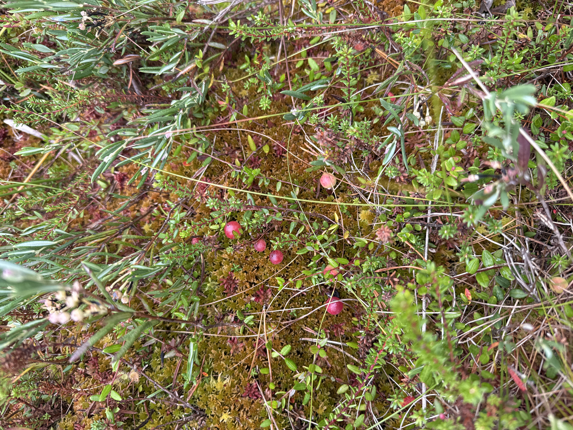 A close-up, high-angle view depicts a natural environment teeming with low-growing vegetation, predominantly mosses, small leafy plants, and delicate, slender stalks of grass. The ground cover is a textured mosaic of vibrant green moss interspersed with patches of reddish-brown and muted yellow hues, suggesting damp or marshy terrain. Scattered throughout are small, bright red berries, some clustered together and others solitary, adding pops of color to the scene. The vegetation is dense and varied, with thin, wiry stems weaving through the moss and foliage. In the upper right portion of the image, a small cluster of pale, possibly dried, flowers or seed heads is visible. The overall impression is one of a wild, untouched bog or heathland, indicative of a natural ecosystem rather than an urban setting. There are no humans or man-made objects present in the image. The scene is characteristic of the natural landscapes that can be found in and around Chizhikovo, Russia, where areas of bog and heath are present.