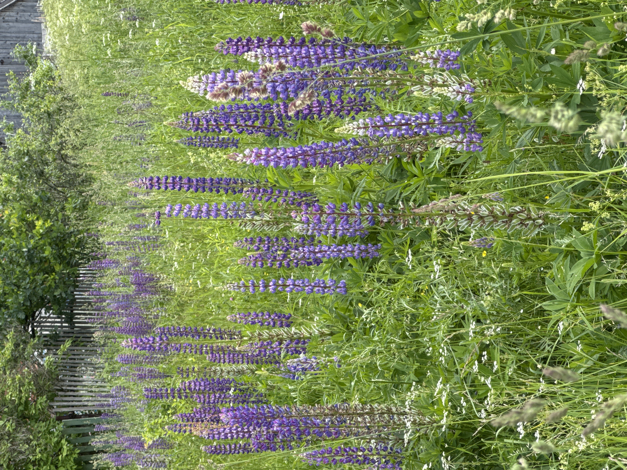 This is a vertical, eye-level, outdoor shot of a dense field of purple lupine flowers. The flowers are blooming in long, spiky clusters, with some clusters appearing lighter purple or even white. The background is filled with lush green foliage, suggesting a natural, untamed setting. The lighting suggests it is daytime, likely mid-morning or afternoon, with bright sunlight filtering through the leaves and flowers.
To the left of the image, a weathered wooden structure, possibly a fence or the side of a building, is partially visible, partially obscured by green foliage. The wooden planks appear gray and aged. The overall impression is one of a vibrant, overgrown garden or meadow in the countryside. The scene evokes a sense of natural beauty and tranquility. There is no visible text in the image. The location context provided is Chelva, Russia.