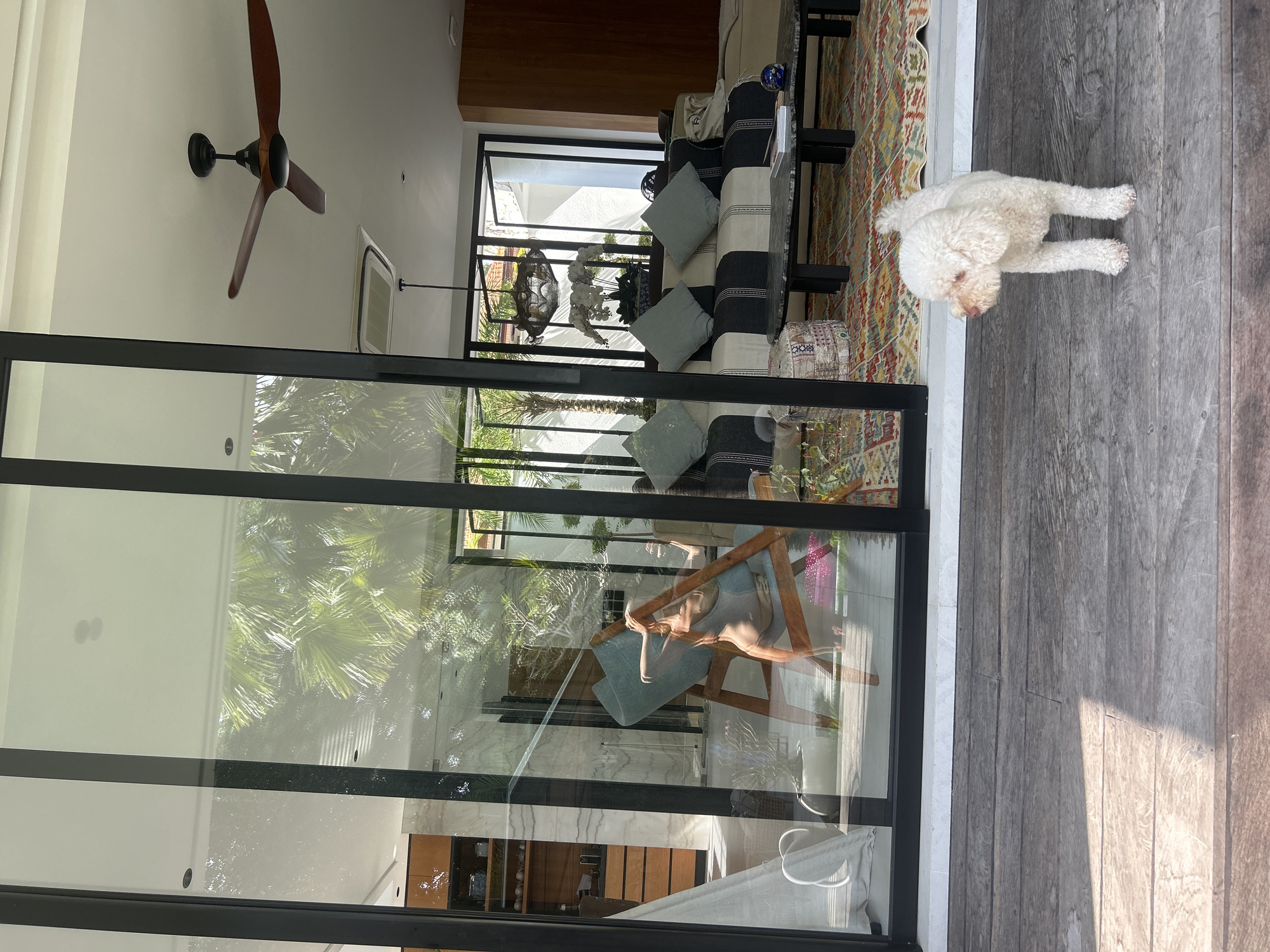 A white poodle stands on a weathered wooden deck outside a modern home. The house features large glass doors that offer a view into an open-plan living space. Inside, a large, striped sofa with light blue cushions is visible, along with a coffee table and a colorful rug. A person is seated in a wooden chair inside the living area, partially visible through the glass. A ceiling fan is mounted on the white ceiling, and palm trees are visible outside the windows, suggesting a tropical or subtropical climate. The image appears to be taken during daylight, with sunlight casting shadows on the deck. The scene does not depict any specific landmarks or elements that would allow for identification of the city of Kediri, Indonesia.