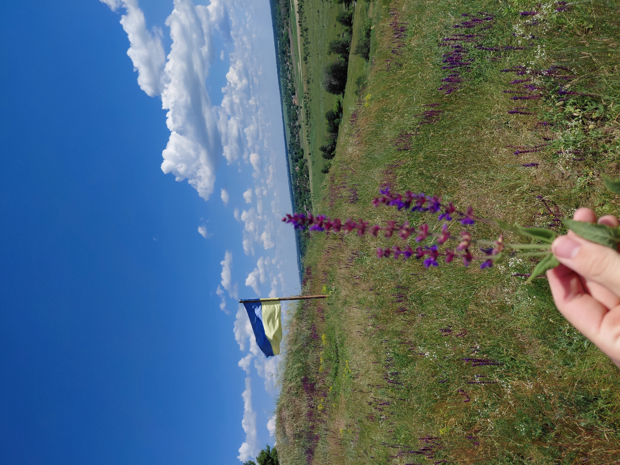 In the city of Ustyvytsia, Ukraine, on a grassy hillside, a Ukrainian flag waves in the breeze under a bright blue sky dotted with white clouds. The foreground of the image features a hand holding a sprig of purple flowers. The hillside is covered in green grass and scattered with small purple flowers. In the distance, a rural landscape unfolds with trees and scattered buildings. The scene is peaceful and idyllic, capturing a moment of natural beauty and patriotic pride.