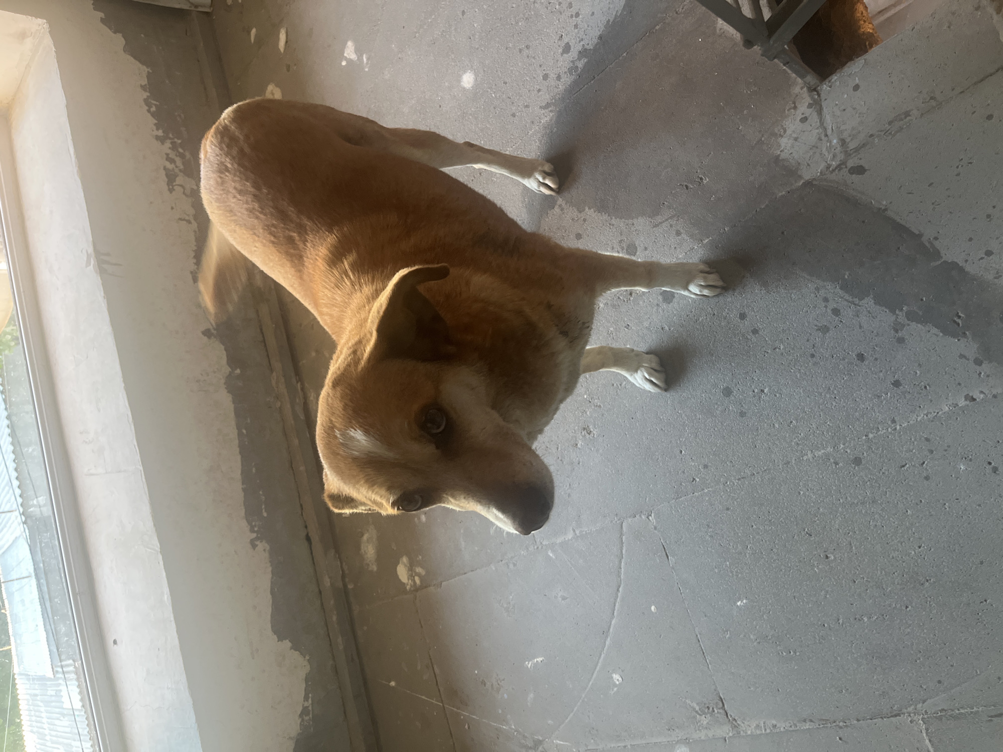 A tan dog with white paws stands on a gray tiled floor. The dog faces the camera with its head tilted slightly, one ear floppy. To the left, a white wall with a window provides natural light. The location is likely a building in Yeghegnadzor, Armenia.