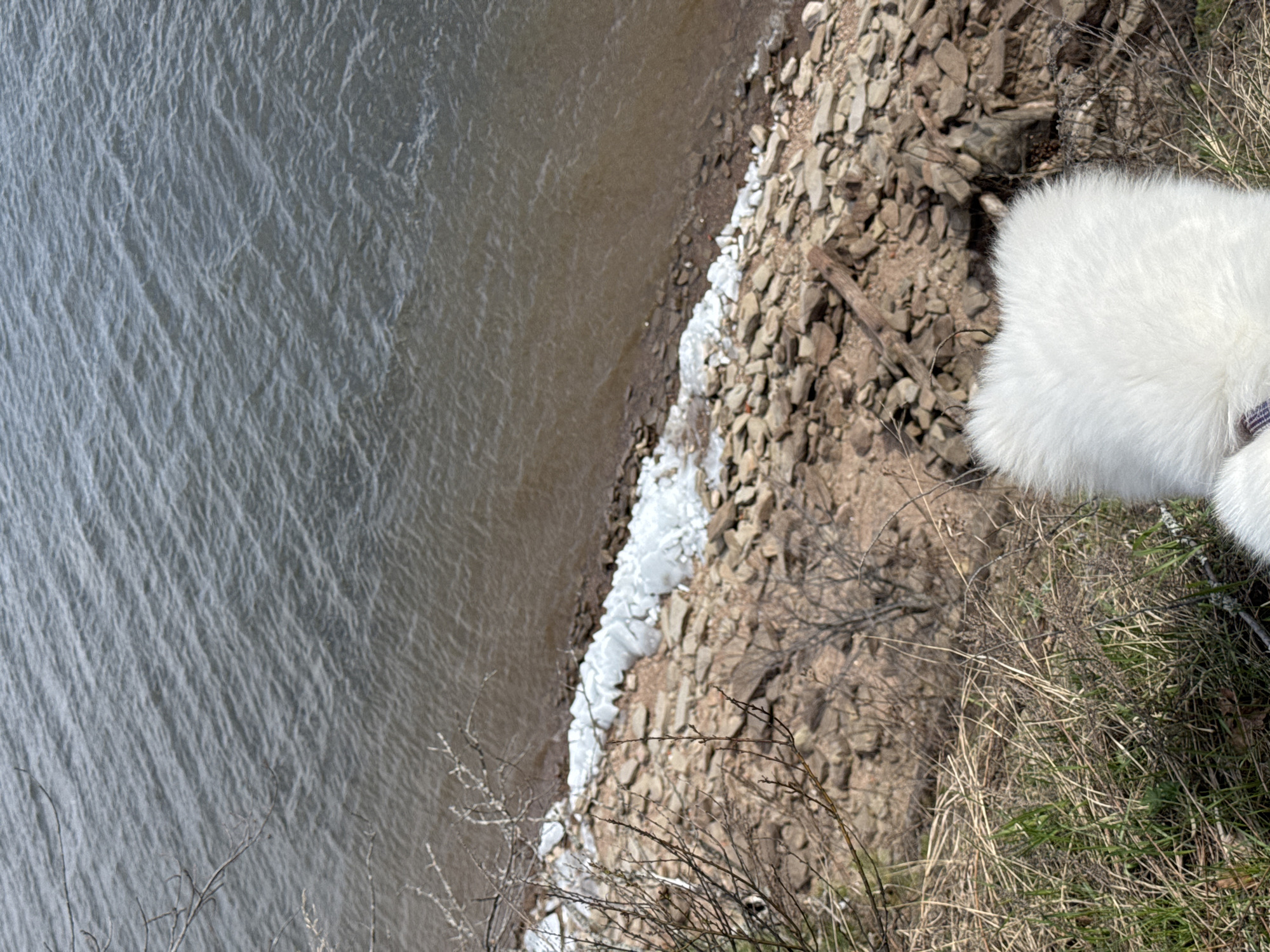 The image presents an overhead view of a natural outdoor scene featuring a body of water, a rocky shoreline, and a dog. The left side of the frame is occupied by the calm, grey-brown water, displaying subtle ripples across its surface.
Adjacent to the water, a distinct line of white, broken ice chunks stretches along the edge, indicating cold weather conditions. To the right of the waterline is a rugged bank or shoreline composed of numerous grey and brown stones and patches of earth.
In the upper right portion of the image, the back of a fluffy white dog is visible, positioned on higher ground, likely observing the water or the bank below. Hints of a collar or harness can be seen on the dog. The foreground and the upper part of the bank are sparsely covered with dry, straw-like grass and bare, thin branches.
The scene is lit by natural daylight, suggesting it is daytime. There is no visible text or identifiable human presence. The overall setting is a natural, possibly wild, environment, consistent with a location such as Noviy, Russia, during a colder period.