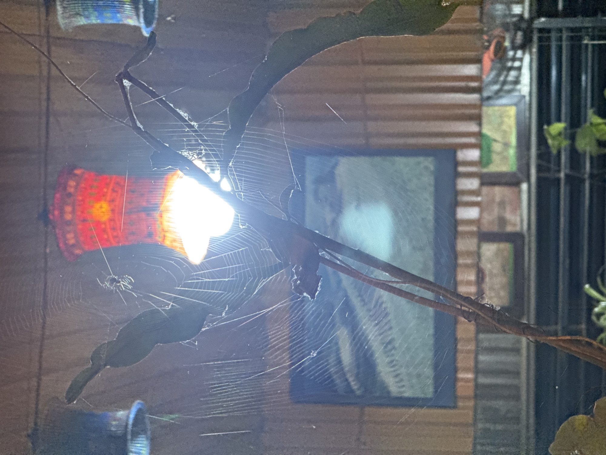 The image captures a high-contrast night scene, dominated by a brightly illuminated spiderweb. A strong, white-yellow artificial light source is prominent in the center-left, creating significant lens flare and casting stark highlights on the intricate web strands. A large spider, likely an orb-weaver, is clearly visible in the upper-left quadrant, positioned within its web with its body and legs silhouetted against the bright light.
Dark, elongated plant leaves or branches traverse the frame, serving as anchors for the spiderweb. One broad, dark leaf extends across the lower-left, while a gnarled, thinner branch runs diagonally from the upper-right towards the center.
In the background, behind the intense light, a reddish-orange, intricately patterned object, possibly a decorative lantern, is partially visible. Further up, another cylindrical object with blue and white patterns can be seen. Below the main light, a partial view of a blue-tinted cylindrical object is present. The background also reveals architectural elements, including horizontal lines suggesting wooden siding or cladding, and a rectangular, dark-framed window or reflective surface appearing in the middle-right. Some green foliage is vaguely visible on the far right.
The scene depicts the activity of a spider on its web under artificial light, likely attracting prey at night. The location context is Mù Cang Chải, Vietnam. No visible text is present.