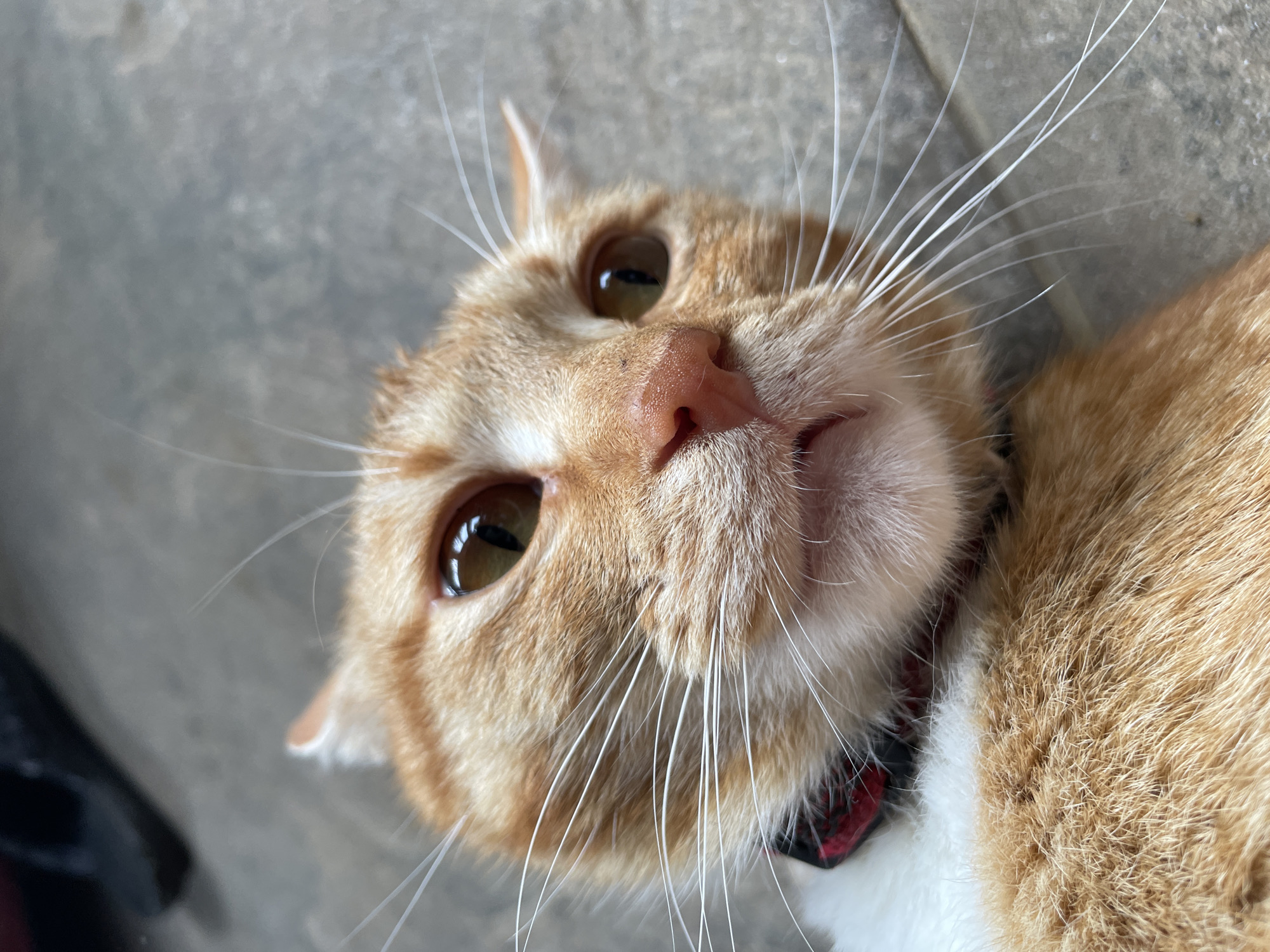 A close-up shot of an orange tabby cat's face, its head tilted towards the camera. The cat has light orange fur, amber eyes, and a pink nose. Its long white whiskers are prominent. A red and black collar is visible around its neck. The background appears to be a gray concrete surface. The location, city of Zlatograd, Bulgaria is unconfirmed.