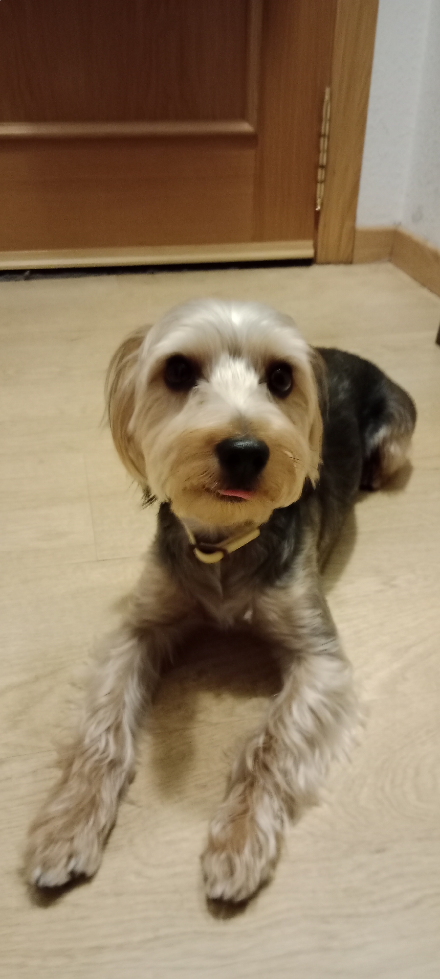 A Yorkshire Terrier is lying on a light-colored wooden floor in front of a wooden door. The dog is facing the camera with its tongue slightly sticking out. The dog has gray and tan fur and is wearing a yellow collar. The door appears to be a typical interior door with a natural wood finish and a metal hinge visible on the right side. The background is dimly lit, with the door and floor being the most prominent features. The image does not provide any specific details that would allow for pinpointing a location within the city of Galapagar, Spain.