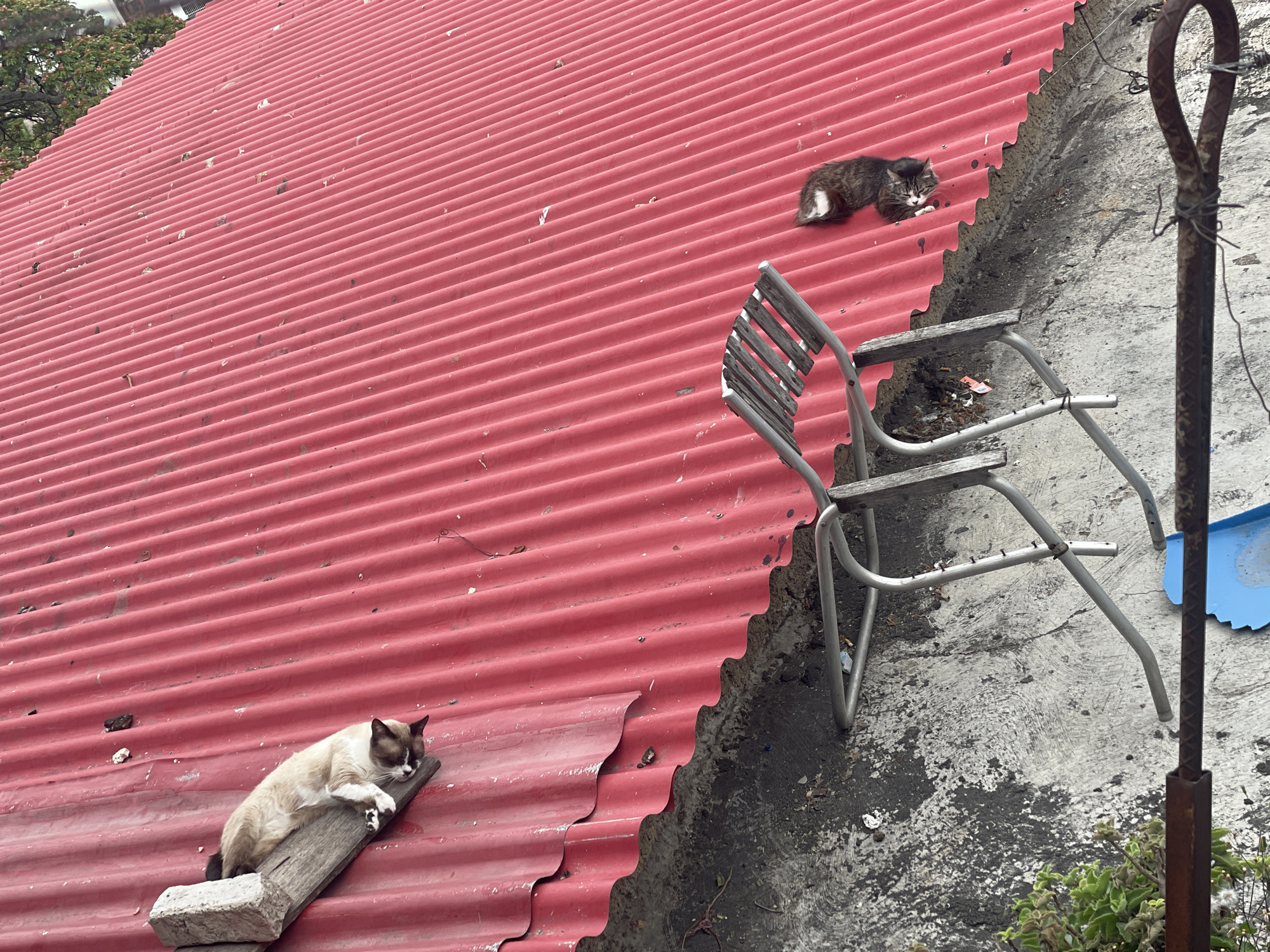 The image captures a scene in Caracas, Venezuela. A corrugated red roof slopes down from the upper left, meeting a rough concrete wall on the right. At the bottom left, a tan and brown cat rests on a small wooden plank placed on the roof. Further up the roof, another cat lies curled up, seemingly asleep. An old, silver chair rests awkwardly against the wall and roof, its legs splayed out. A weathered metal pole stands to the right of the chair, with a glimpse of blue plastic visible behind it. The environment appears urban and slightly dilapidated.