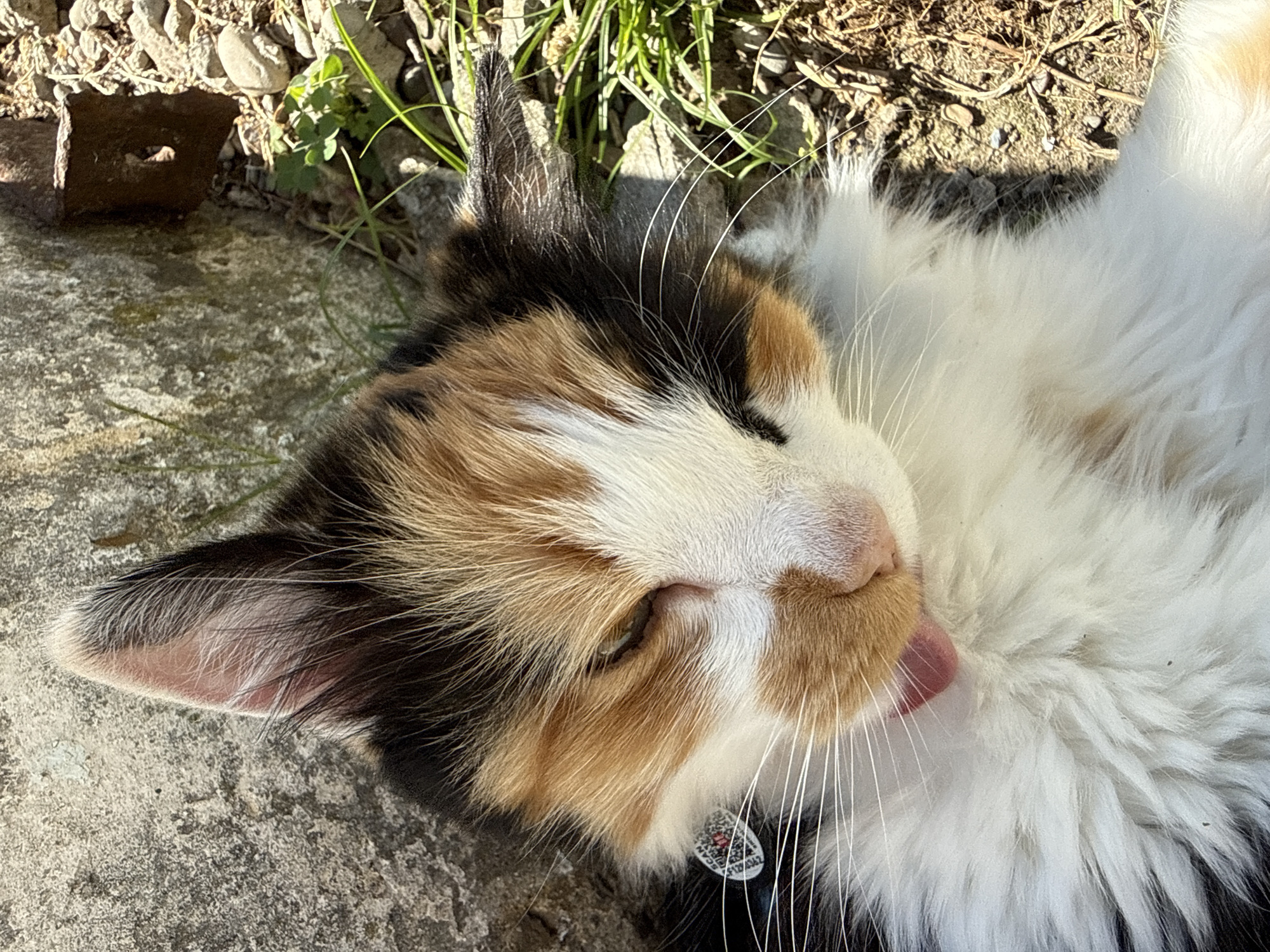 A calico cat is lying down outdoors, on what appears to be dirt and gravel, with some grass and a concrete structure nearby. The cat is in the foreground, facing left with its head tilted back slightly. Its tongue is sticking out, and its eyes are partially closed. A round tag with a QR code is visible on its collar. The lighting suggests it is a sunny day.