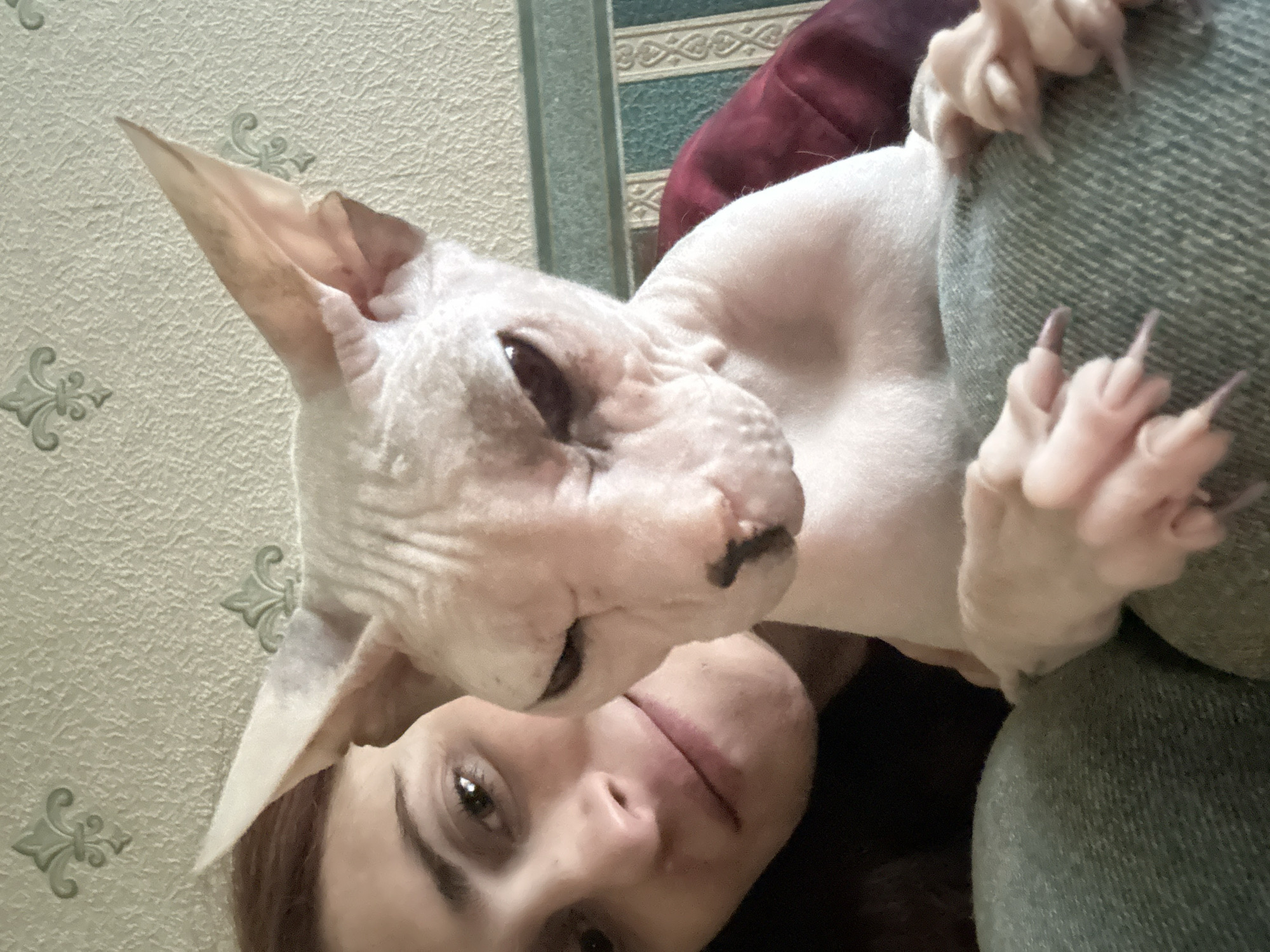 A young woman with auburn hair is taking a selfie with a Sphynx cat. The woman is on the left side of the frame, leaning into the shot, with her face partially visible. She has a neutral expression and her eyes are looking towards the camera. The Sphynx cat is in the foreground, positioned in front of the woman and obscuring a large portion of her body. The cat is light-colored with wrinkles on its face and large ears. Its paws are visible, resting on a green fabric. The background consists of a textured wallpaper with a repeating pattern of fleur-de-lis motifs and a striped section of teal and white. The image appears to be taken indoors. There is no indication of the location being in Togliatti, Russia.
