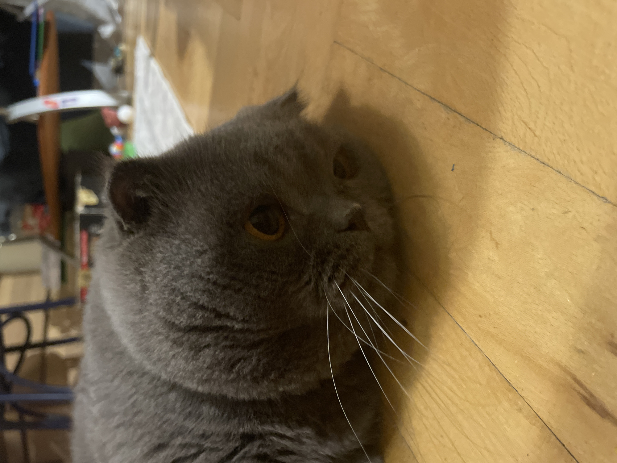 A close-up, low-angle shot shows a grey Scottish Fold cat lying on its side on a wooden floor. The cat's head is resting on the floor, with its eyes partially closed and looking down. Its ears are folded forward. Long white whiskers extend from its muzzle. The background is blurred but shows furniture and some toys on a white rug. The lighting appears to be indoor artificial light.