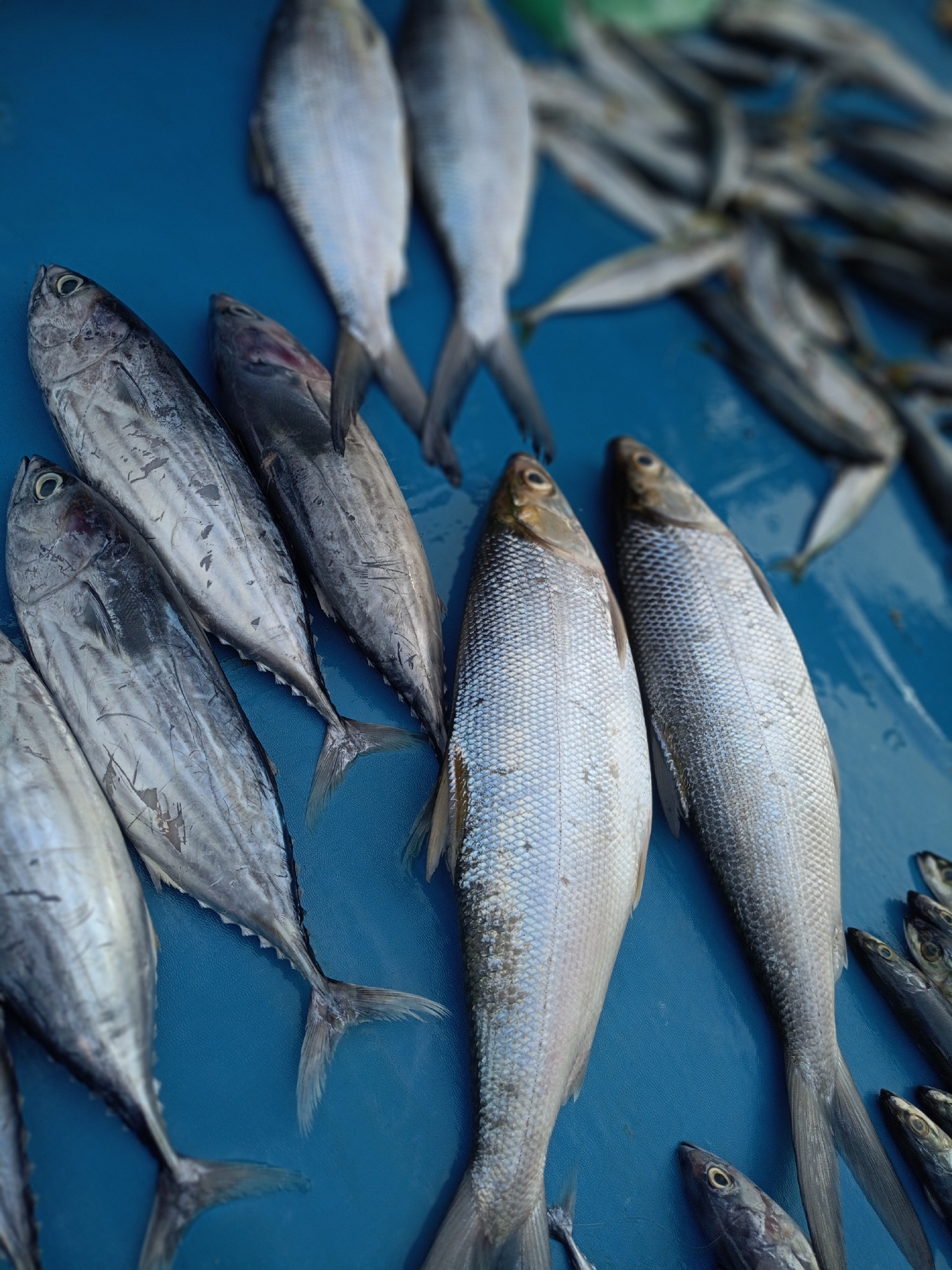 The image shows a variety of fish on a blue surface, likely a table or display at a market or fishmonger. Several larger, silver fish with visible scales are centrally positioned. To their left, there are elongated fish with a more striped, grey pattern. In the background, there are numerous smaller, slender fish, some out of focus. The scene gives the impression of a selection of fresh fish for sale.
While the prompt mentions Bireuen, Indonesia, this information is not discernible from the image alone, so cannot be verified.