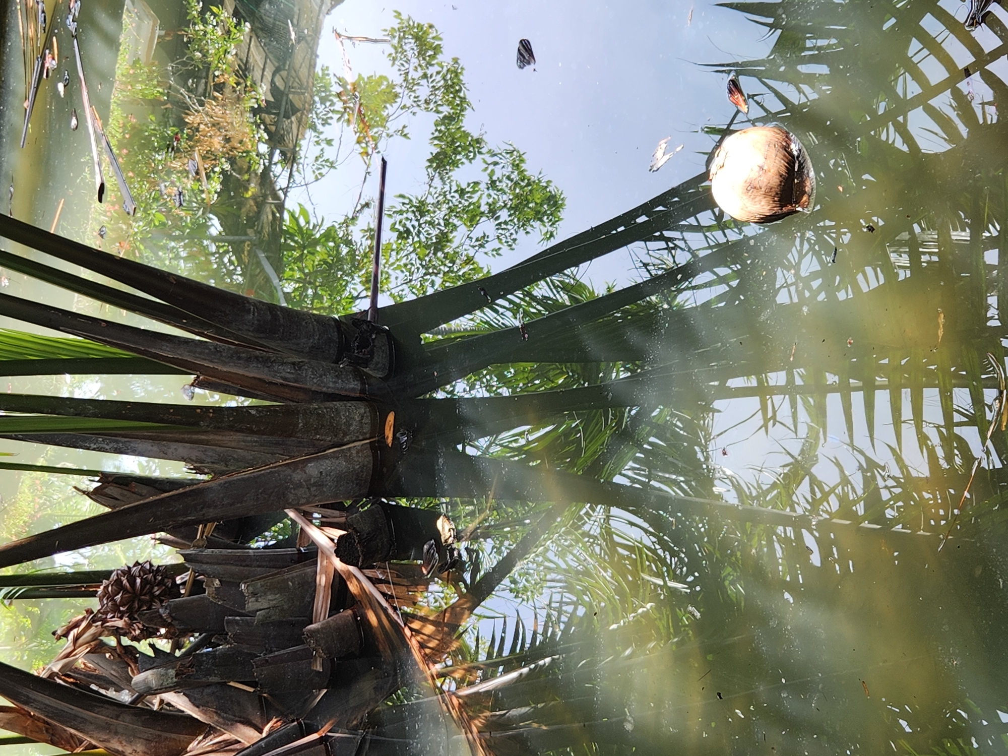 The image depicts a body of murky green water with reflections of vegetation and the sky. In the foreground, a cluster of dark, segmented plant stalks emerges from the water. To the right, a single coconut floats on the surface, partially submerged. The water also contains debris, including leaves and what appear to be small pieces of wood or plastic. Reflections of green leaves and branches are visible on the water's surface, creating a dappled pattern. The sky is also reflected, appearing as a light blue expanse. The overall scene suggests a natural or semi-natural environment, possibly a pond or slow-moving waterway, located in a humid climate. The location is stated to be Đà Nẵng, Vietnam.