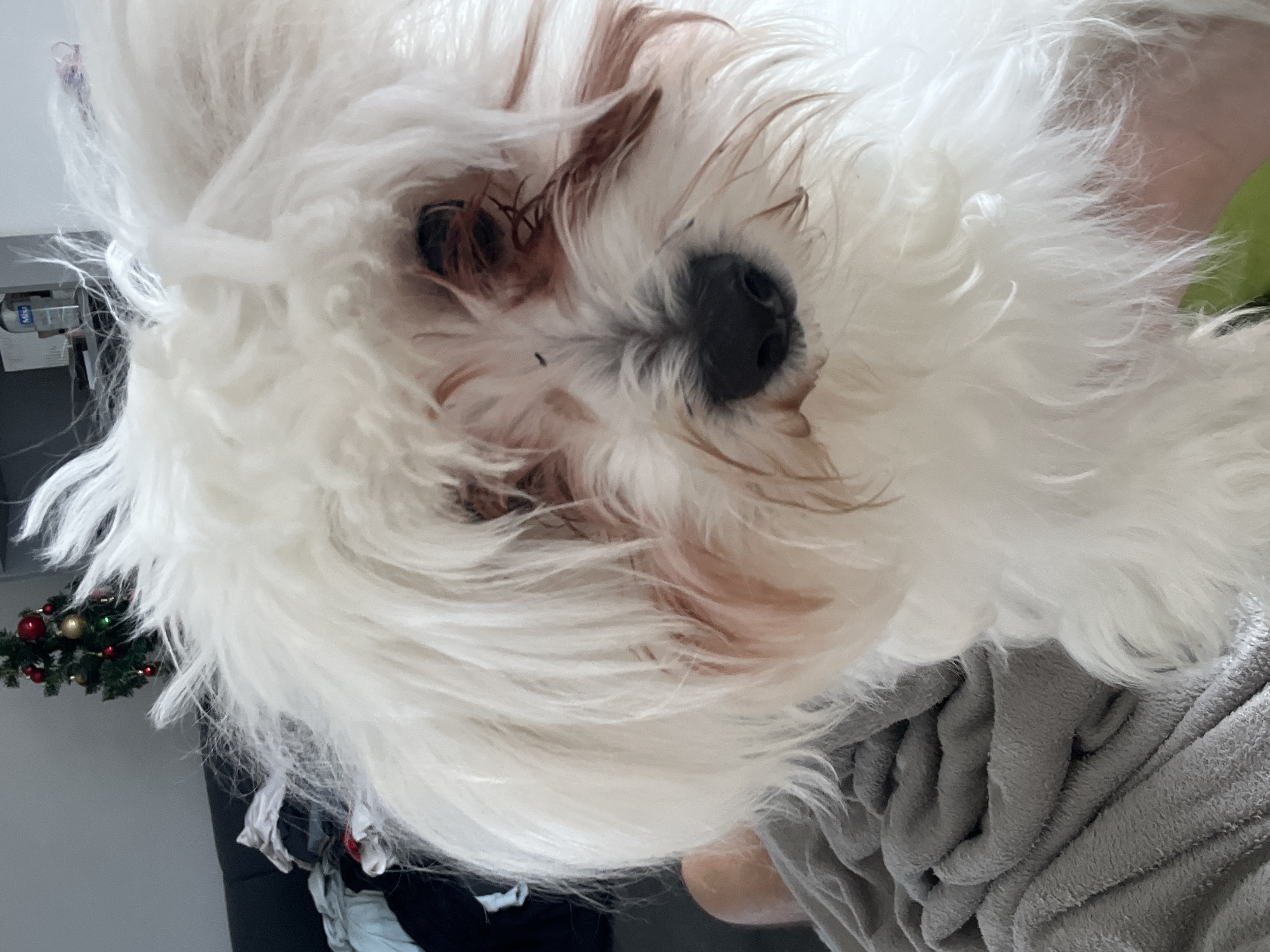 A close-up, upside-down shot of a small, fluffy white dog with brown markings around its eyes, nose, and mouth. The dog's black nose is prominently displayed. The dog is nestled against a gray, textured blanket. In the background, a portion of a room is visible, including a small Christmas wreath with red and gold ornaments, a grey wall and what appears to be furniture and items of clothing. There is no information provided in the image to suggest the location is Varna, Bulgaria.
