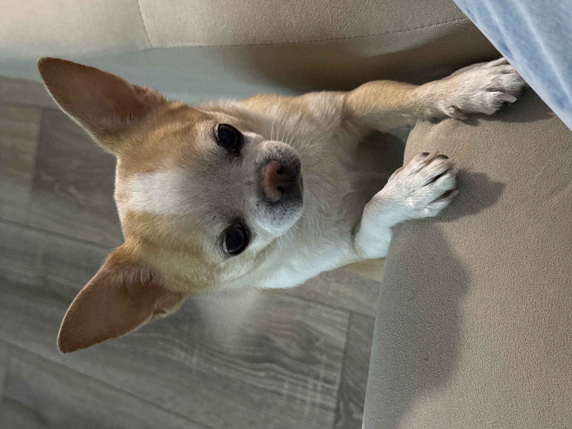 A tan and white Chihuahua dog is seen from an overhead perspective, resting its paws on a tan sofa. The dog is looking up at the camera with its black eyes. The background consists of a light-colored wooden floor and part of a light blue object possibly a blanket or piece of clothing. The location in the city of Ovoshchnoy, Russia, cannot be confirmed from the visual data.