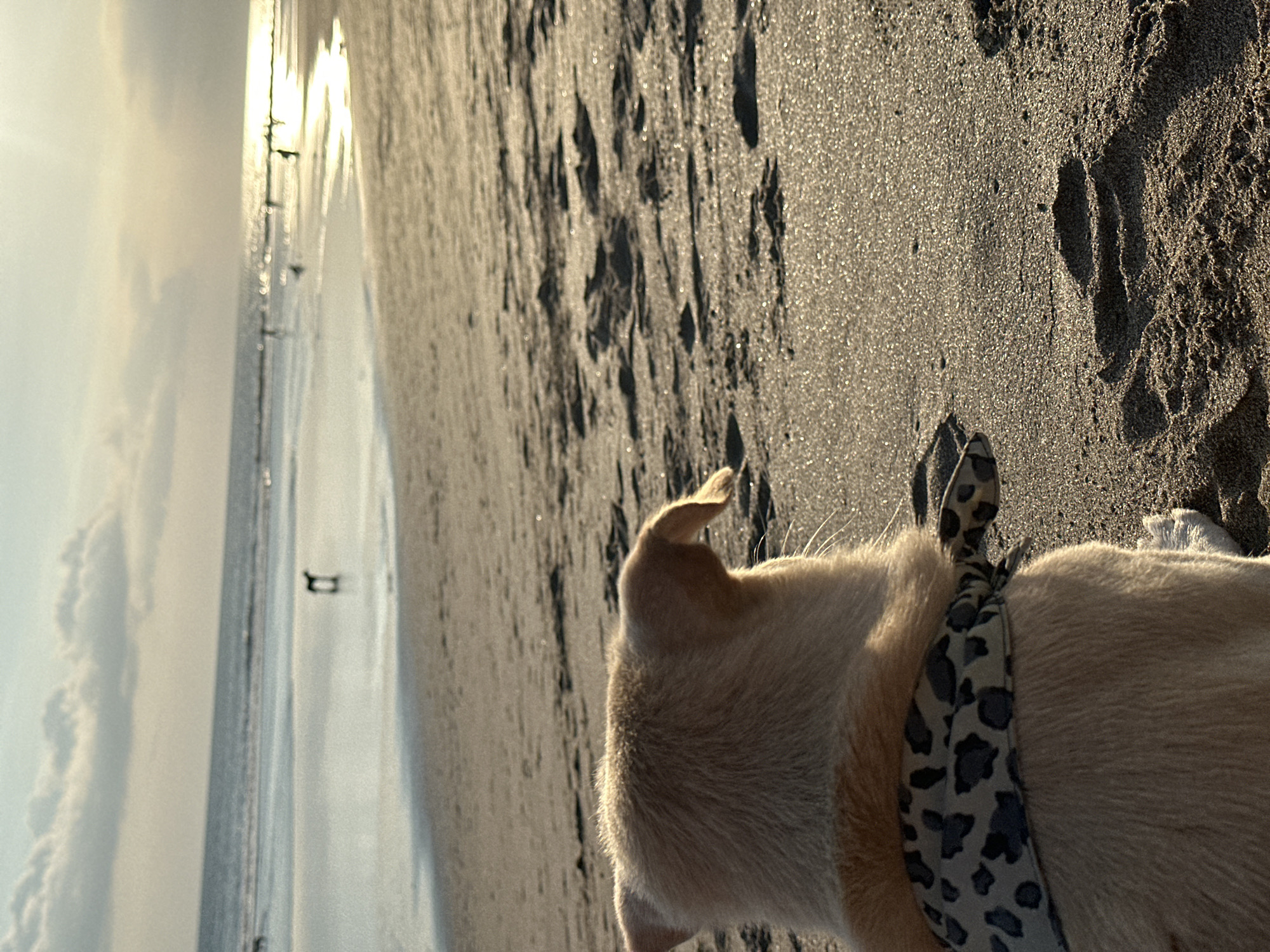 The image captures a serene moment on a sandy beach, viewed from a slightly elevated perspective behind a light-colored dog, possibly a Labrador or similar breed. The dog, wearing a patterned (leopard print) harness or collar, is positioned in the foreground with its back to the viewer, looking out towards the ocean. Its fur is illuminated by warm, golden light, suggesting either sunrise or sunset.
The setting is a wide expanse of sand with distinct footprints visible, leading towards the water's edge. The sand itself appears glistening in places due to the low sun. In the midground, the calm ocean stretches towards the horizon, reflecting the bright sunlight, creating a shimmering path on the water. Small, indistinct figures, possibly people or other objects, can be seen along the distant shoreline near the water. The sky above is relatively clear with some faint clouds, contributing to the tranquil atmosphere.
The activity depicted is the dog's gentle exploration of the beach, seemingly enjoying the coastal environment. The long shadows and the intense glow on the water strongly indicate either early morning or late afternoon light, casting a peaceful and warm ambiance over the scene. The overall impression is one of a quiet and contemplative walk on a beautiful beach. There is no visible text in the image. Given the provided context, this scene unfolds in North Kuta, Indonesia.