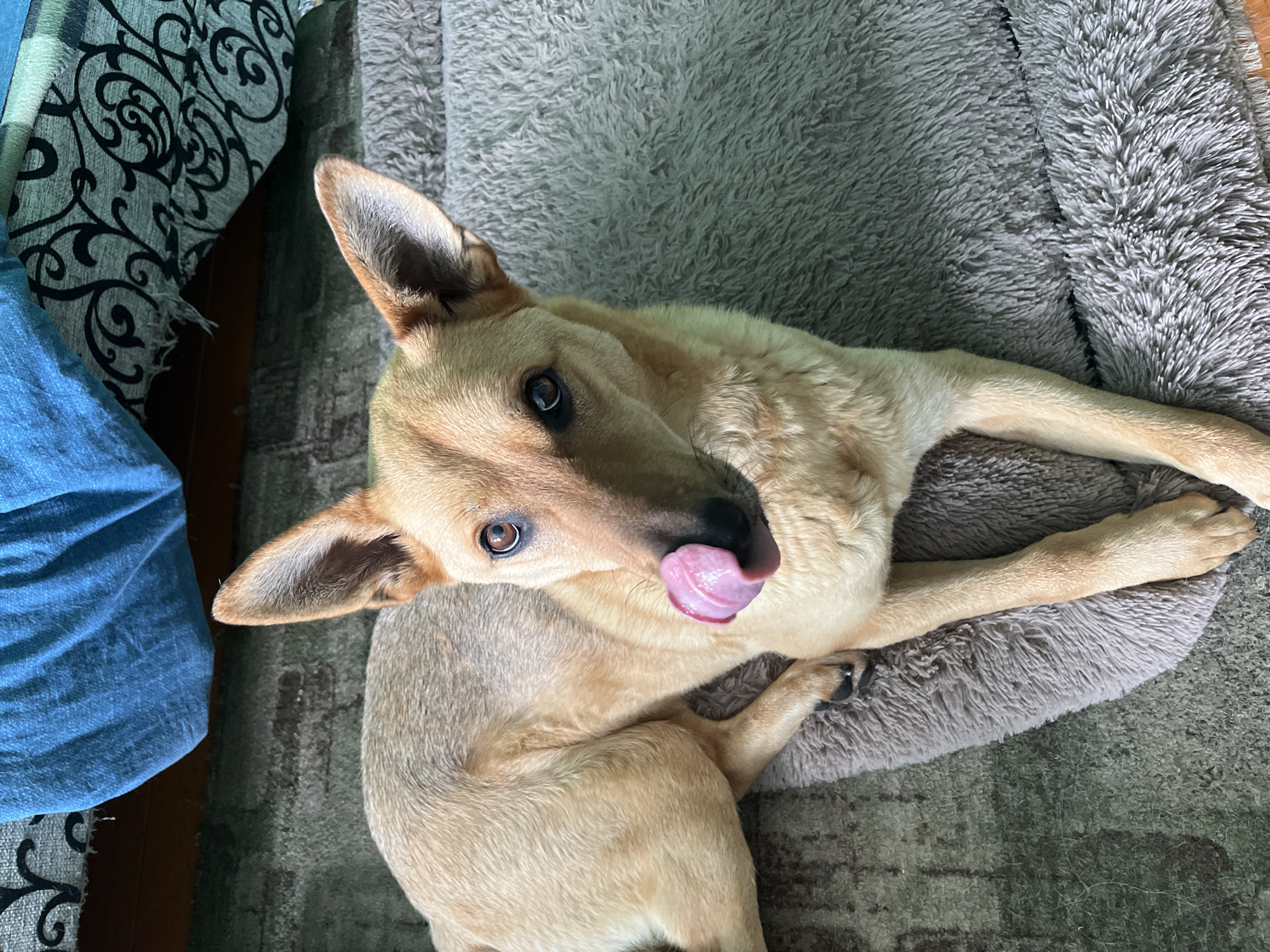 A tan-colored dog with upright ears is lying on a fluffy gray dog bed. The dog's tongue is extended, licking its nose. The dog is facing the camera, with its head slightly tilted. The background shows a carpeted floor and a blue blanket draped over what appears to be furniture. The image does not contain any identifiable landmarks or features that would allow for localization to Nizhny Tagil, Russia.