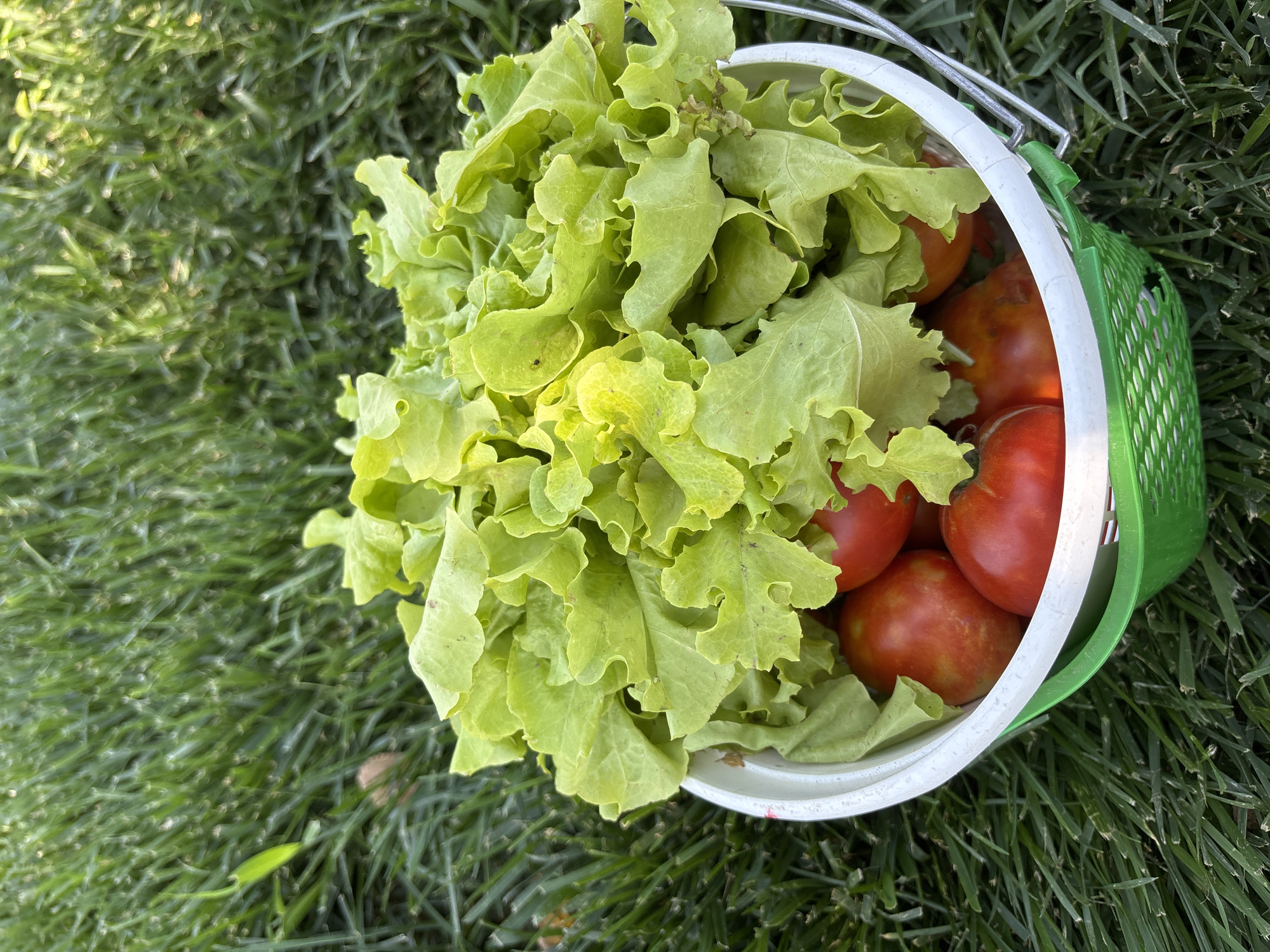 In Dewey-Humboldt, United States of America, a close-up, high-angle shot captures a white and green plastic bucket filled with freshly harvested lettuce and tomatoes. The bucket rests on a bed of vibrant green grass, its textured surface contrasting with the smooth vegetables. Sunlight filters through the leaves, highlighting the vibrant colors and casting subtle shadows. The scene is devoid of human presence.