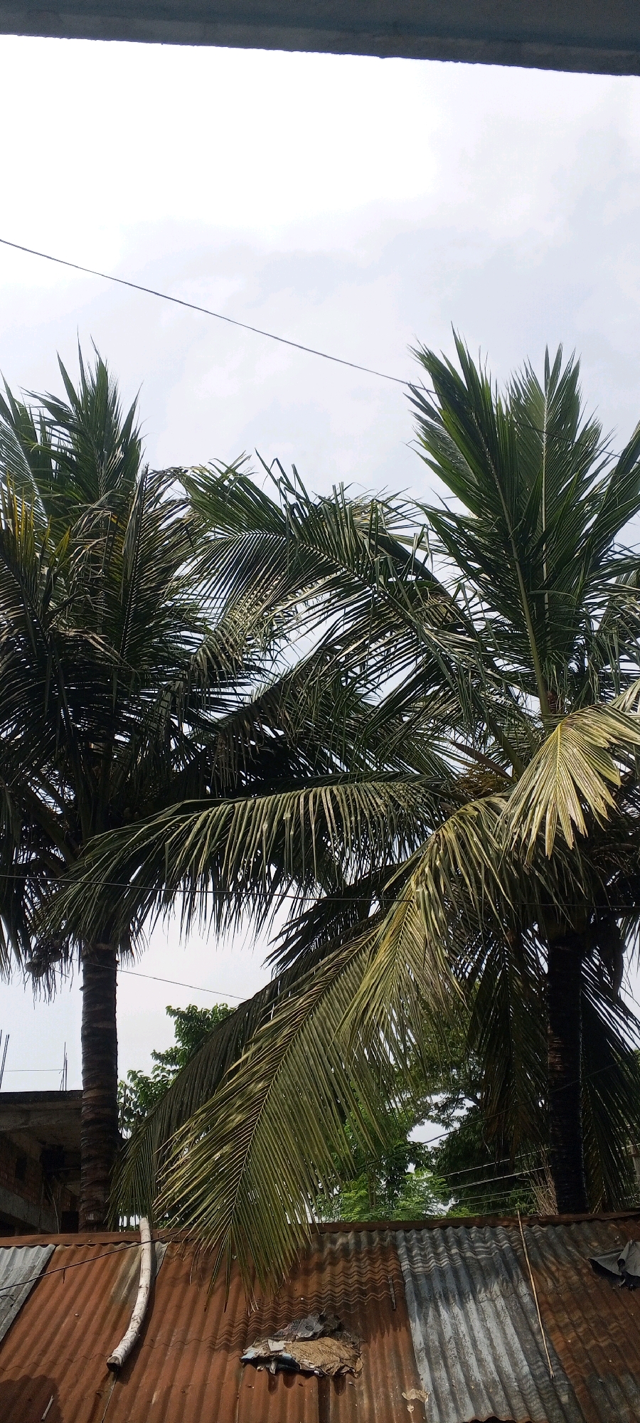 In Pashchim Kushaha, Nepal, two tall coconut palm trees dominate the scene, their fronds rustling against a pale, overcast sky. A thin, dark power line stretches horizontally across the upper portion of the frame, bisecting the sky. Below the palms, a partially visible concrete structure hints at nearby buildings. The foreground is occupied by a corrugated metal roof, weathered and rusted, with a section of lighter, less corroded metal to the right. Debris, including what appears to be rags and possibly straw, is scattered on the metal roof. The overall impression is of a rustic, possibly rural, setting.