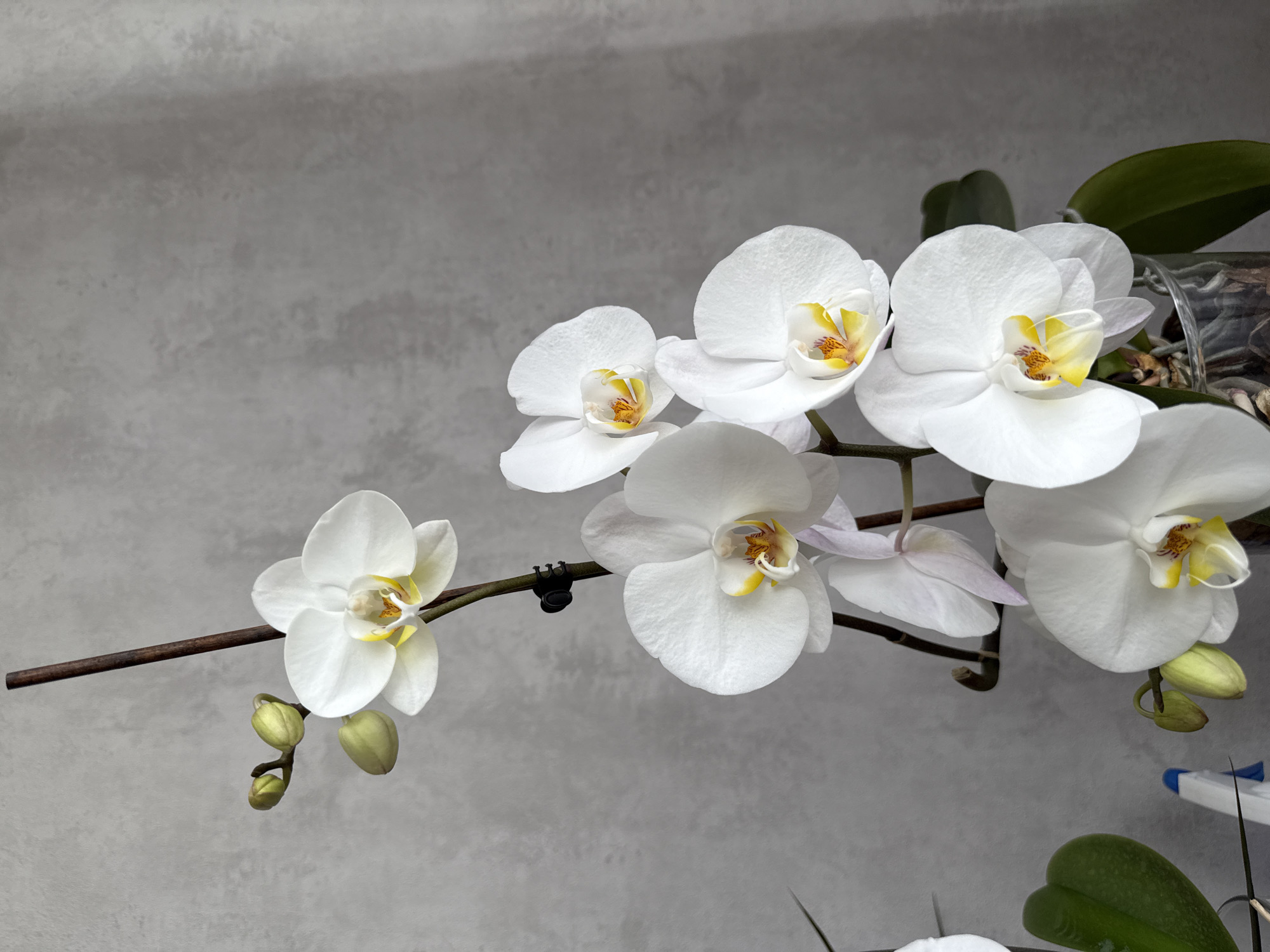 A close-up photograph displays a branch of white Phalaenopsis orchids in bloom, set against a light grey, textured wall. The orchid branch extends diagonally across the frame, showcasing multiple open flowers and several undeveloped buds. Each orchid features pure white petals with distinct yellow and orange patterns in their centers.
The stem supporting the flowers is dark brown, and a small black clip is visible, used to secure the stem. In the upper right background, parts of green orchid leaves are visible, along with a transparent container, likely a pot, filled with brown bark-like potting material. Additional green leaves are partially visible at the bottom of the frame. The setting appears to be indoors, with no people or specific activity depicted. No text is visible in the image.