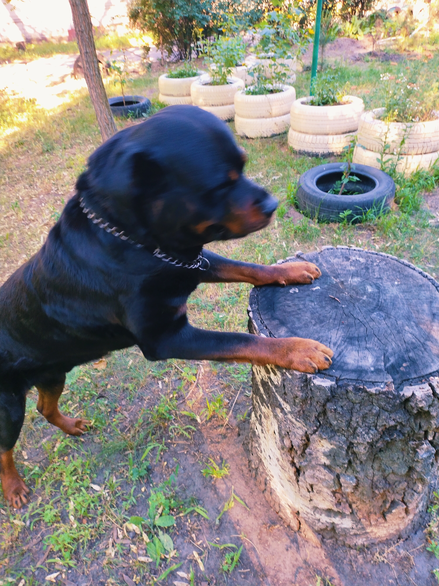 A Rottweiler dog is standing on its hind legs, with its front paws resting on a large tree stump. The dog is black with tan markings and is wearing a metal chain collar. The tree stump is rough and weathered. In the background, there are several old tires stacked and used as planters for small plants. The ground is covered with grass and some dirt. The scene appears to be in a yard or garden. This location is consistent with a residential area in Horishni Plavni, Ukraine, a city known for its industrial and urban landscape with surrounding green spaces.