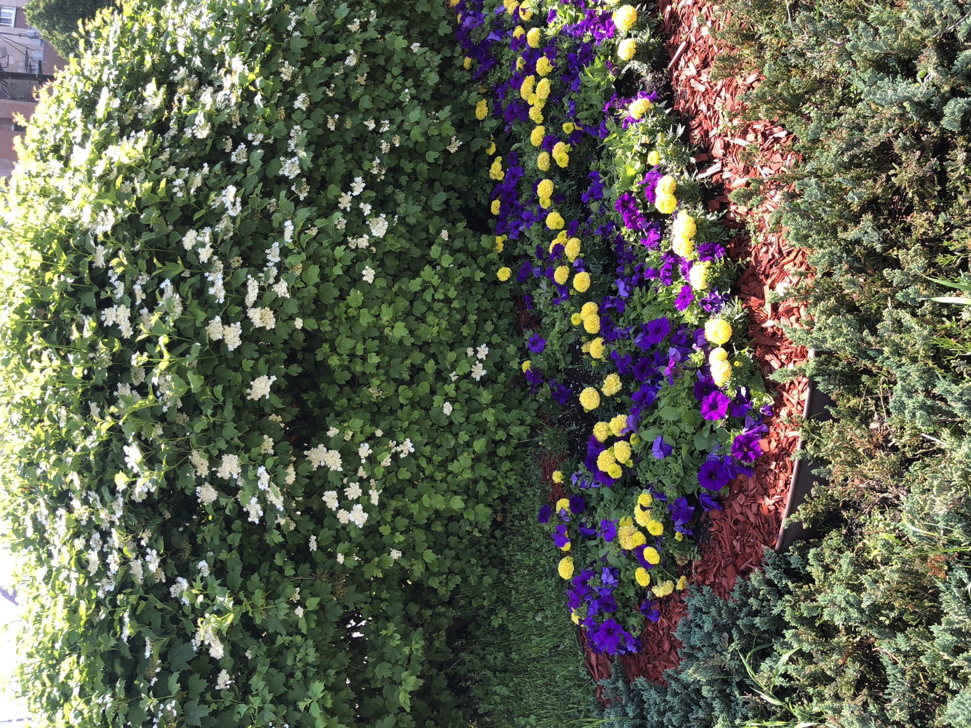 The image captures a vibrant flower bed in Kyiv, Ukraine. A lush green shrub with white flowers dominates the left side. Adjacent to it is a colorful arrangement of yellow marigolds and purple petunias, separated by reddish-brown mulch. On the right edge, a textured green juniper bush completes the scene. The photograph appears to be taken on a sunny day, highlighting the contrasting colors and textures of the plants.
