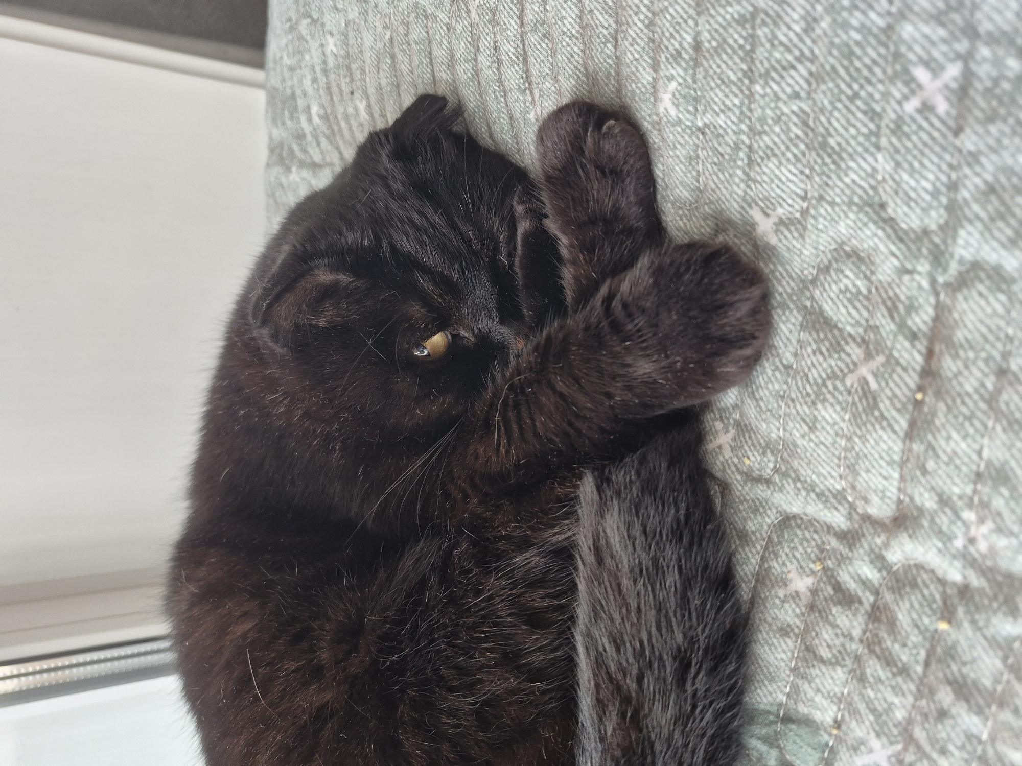 A black cat is curled up on a quilted surface. The cat is facing right, with its head tucked down and paws crossed in front of its face. One eye, a light yellow-green color, is visible and partially obscured by fur. The cat's tail is also curled around its body. The quilted surface is light green with a subtle criss-cross pattern and small white cross-like shapes. The background is out of focus but appears to be a white wall and a window frame. There is no indication of the city of Uglegorsk, Russia.