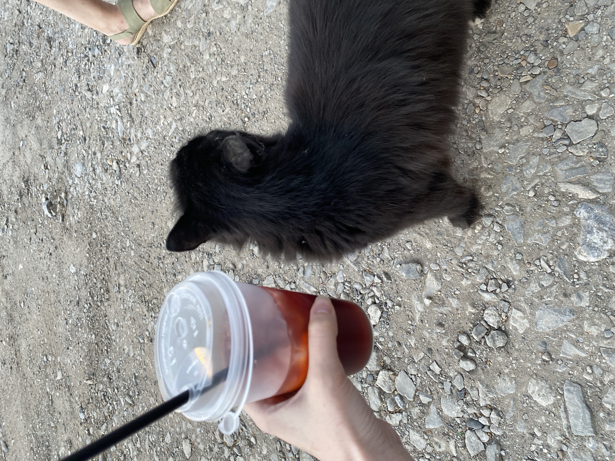 A black cat lies on a gravel surface next to a person holding a plastic cup containing a dark liquid with a straw. Another person's foot in a green sandal is also visible. The location appears to be outdoors. There is no indication of Votkinsk, Russia.